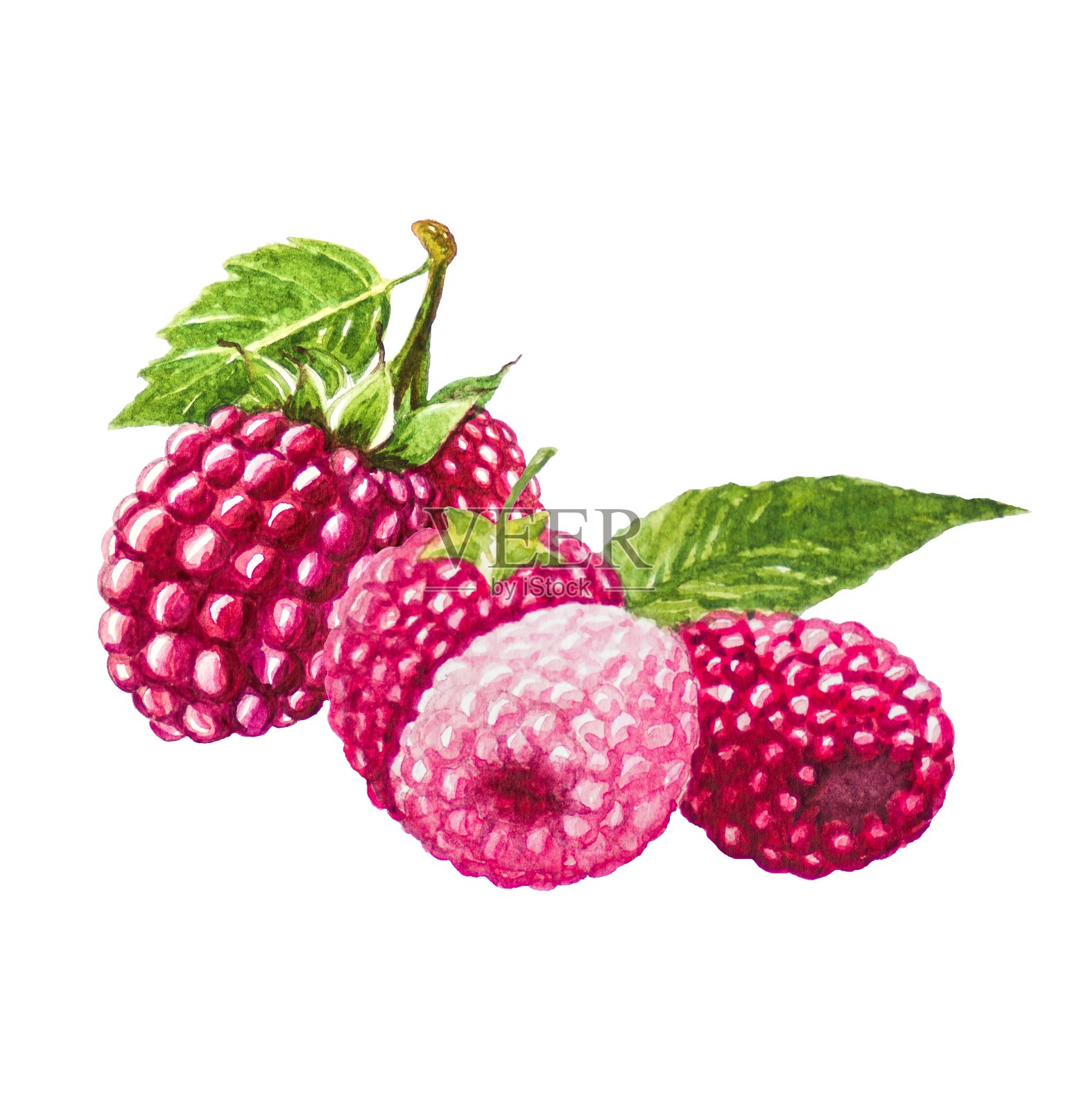 树莓果实绘画。画水彩。插画图片素材