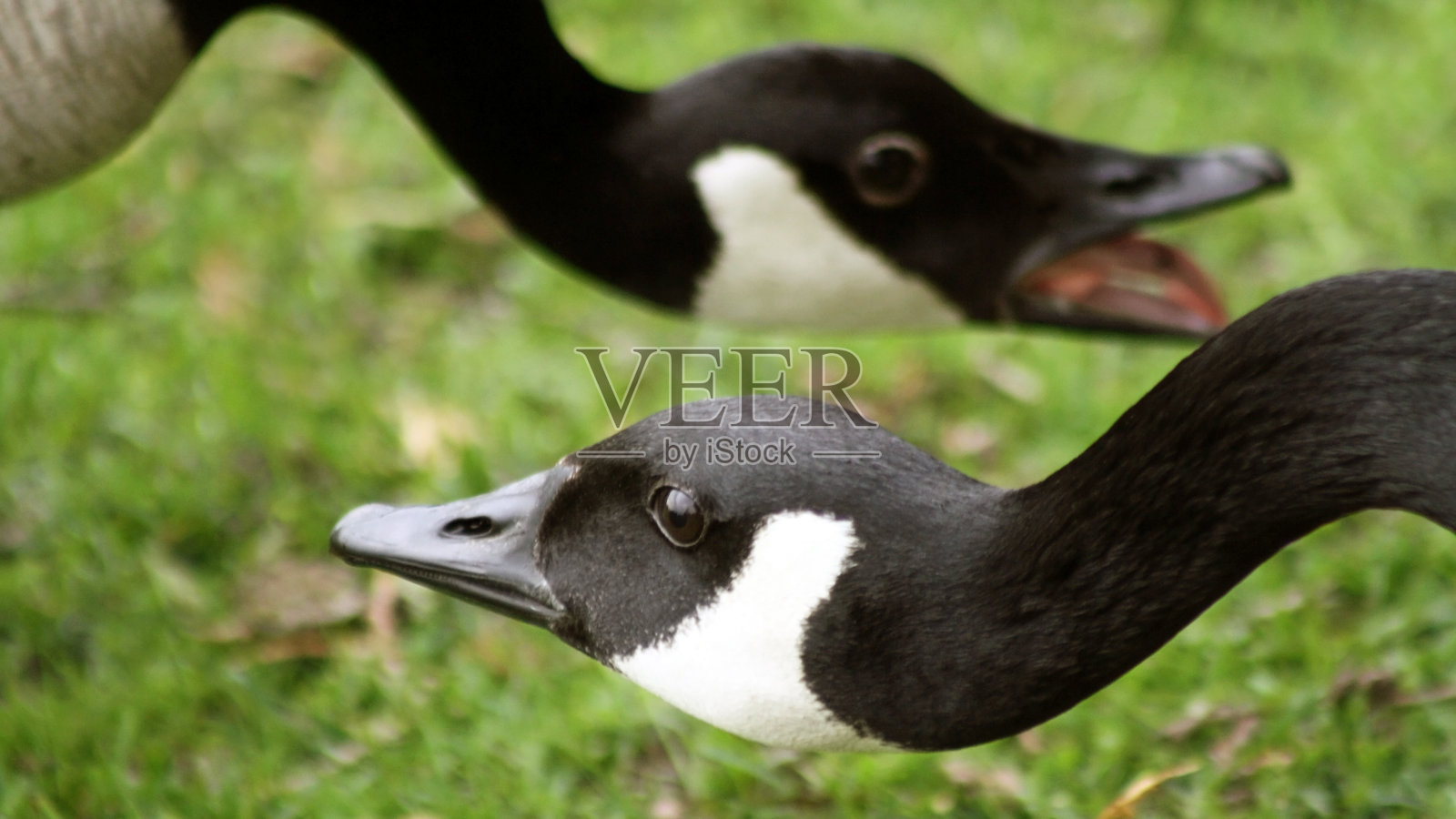 两只加拿大鹅在交配季节互相问候照片摄影图片