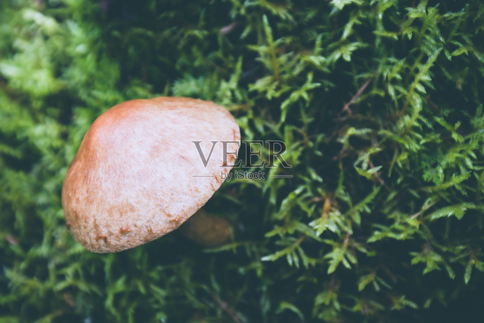 蘑菇的野性照片摄影图片
