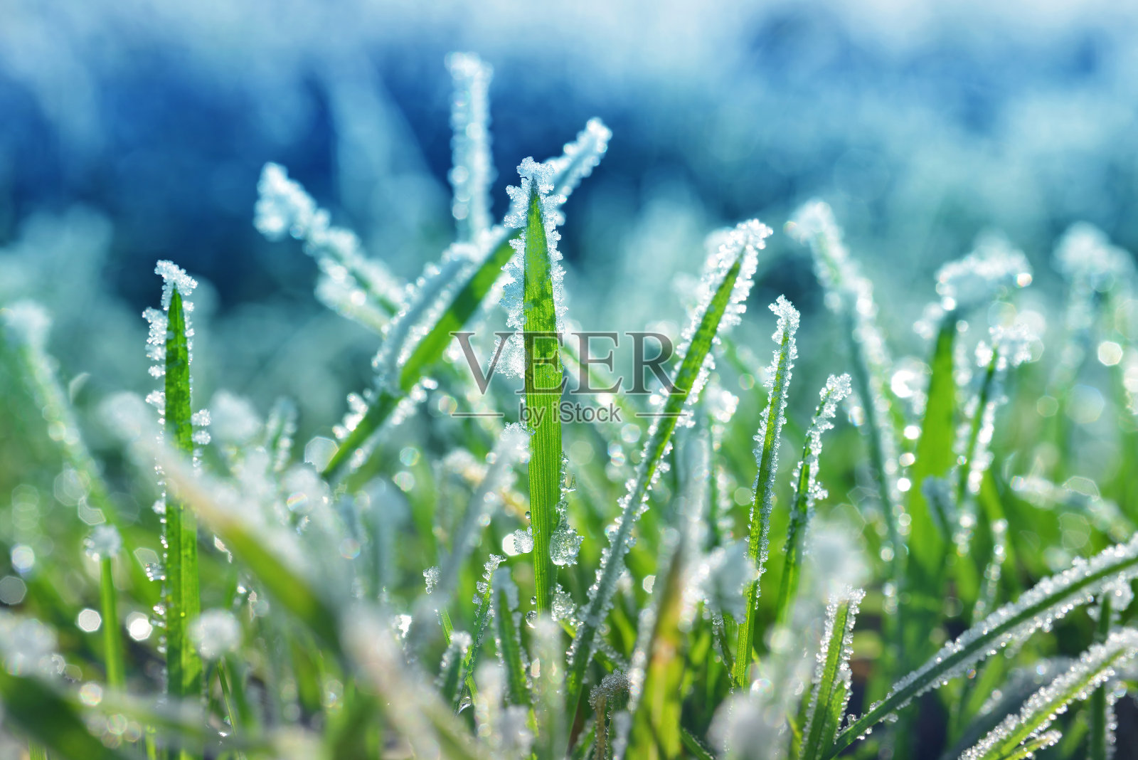 近距离观察绿色草地上的冰晶。照片摄影图片
