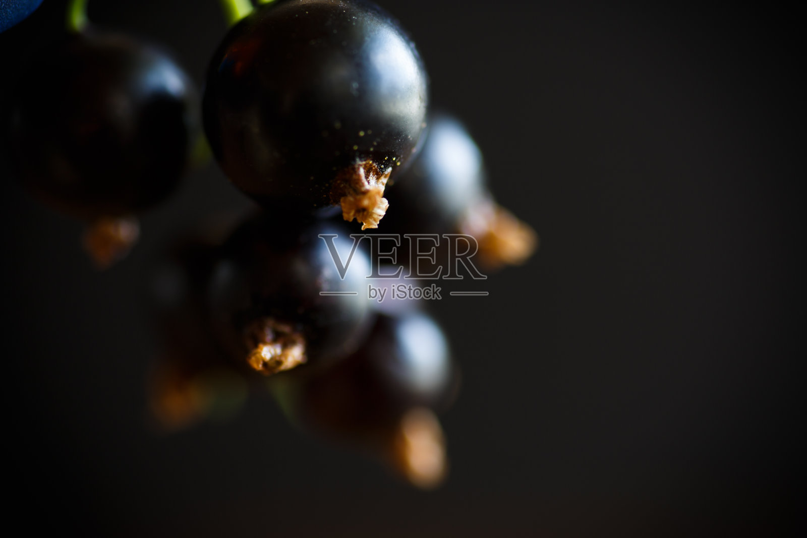 浆果成熟的黑加仑子照片摄影图片