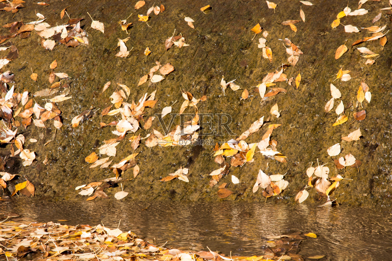 水流过混凝土堰与秋叶照片摄影图片