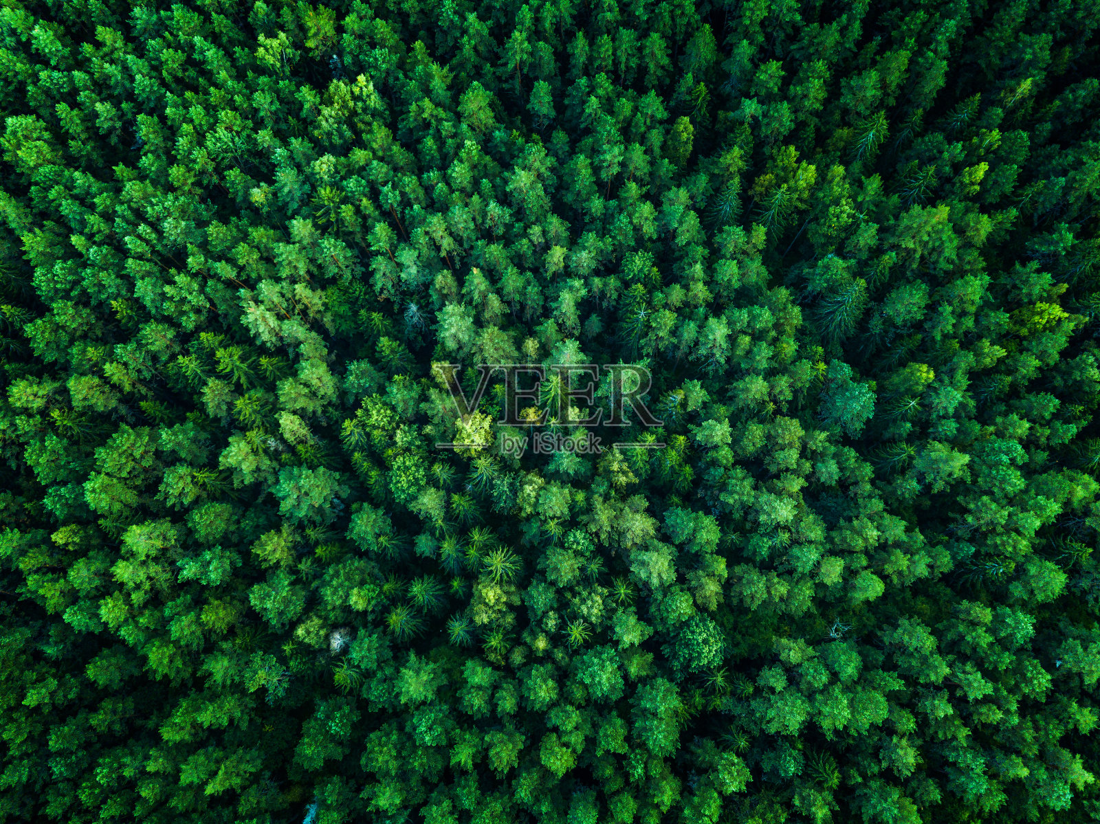 绿色森林，从上面看，俯视图，色调照片摄影图片
