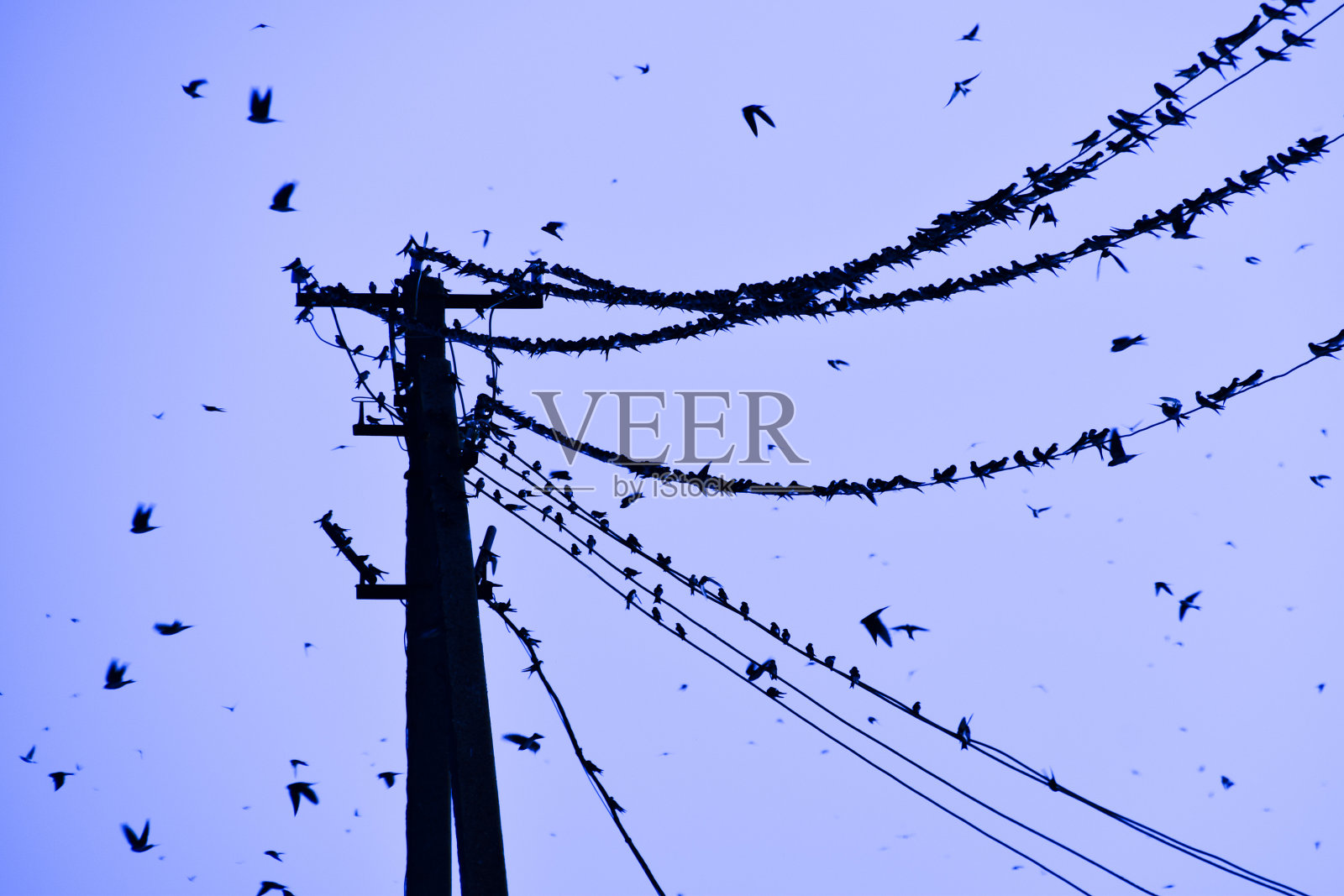 燕子在电线上的剪影。日落时分，电线和燕子照片摄影图片