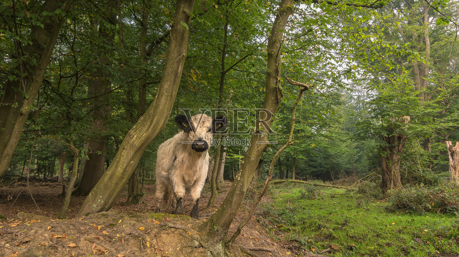 盖洛维一头母牛停在森林里照片摄影图片