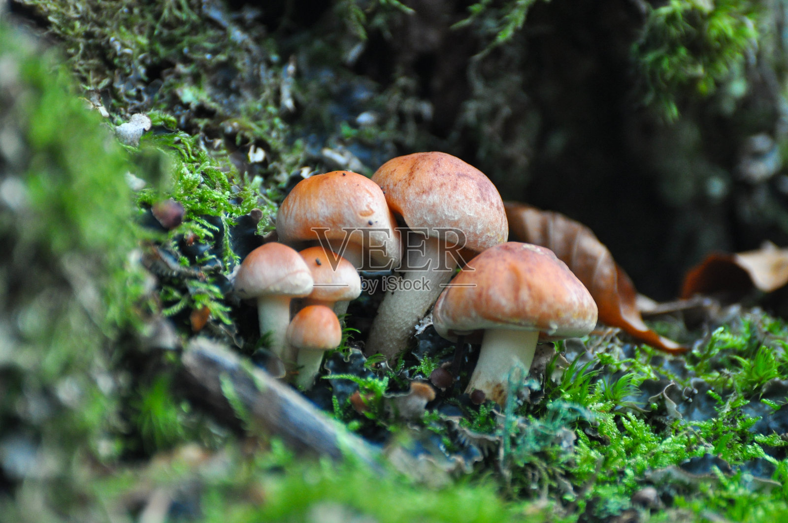 森林中的蘑菇群。照片摄影图片