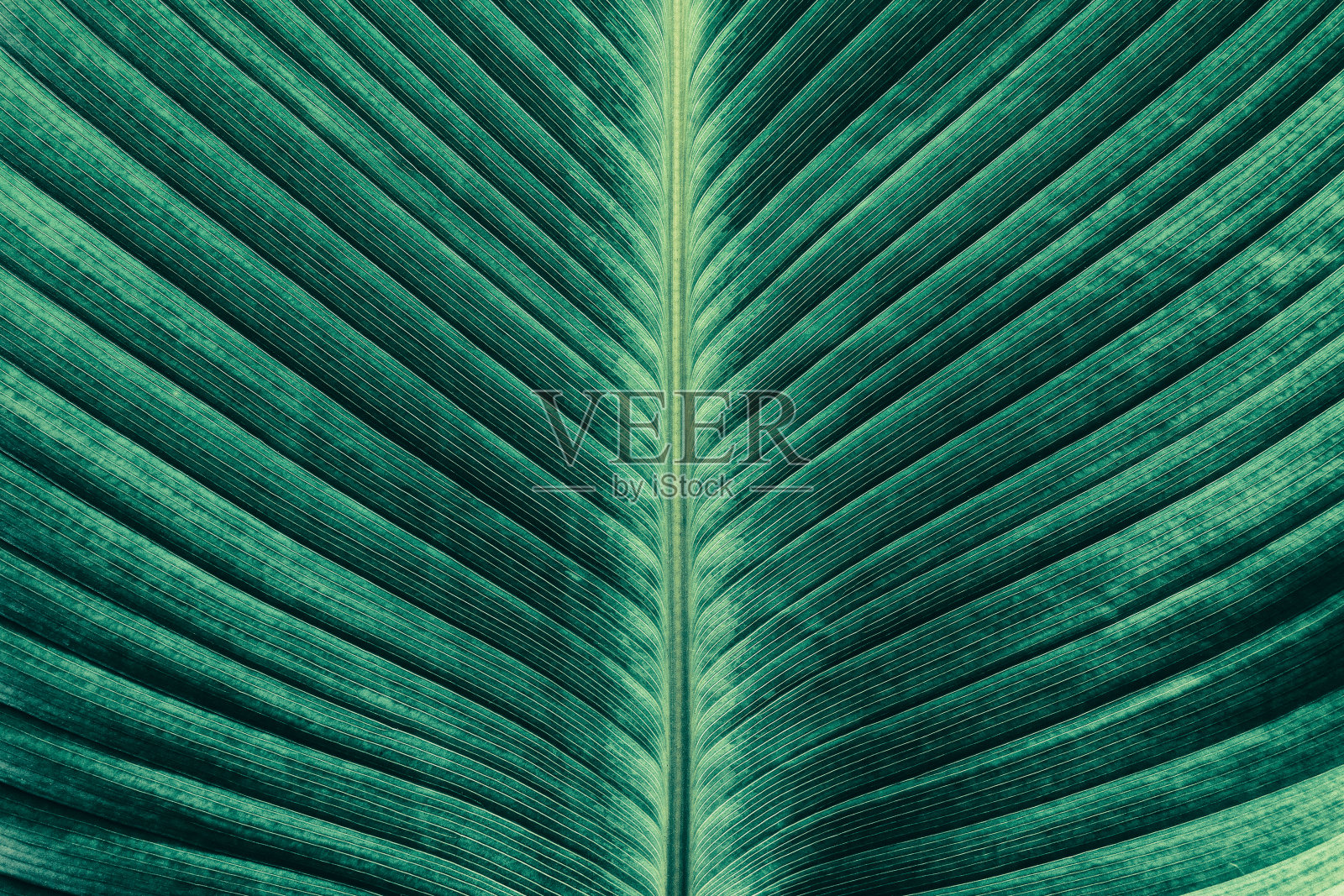 热带棕榈叶纹理背景照片摄影图片