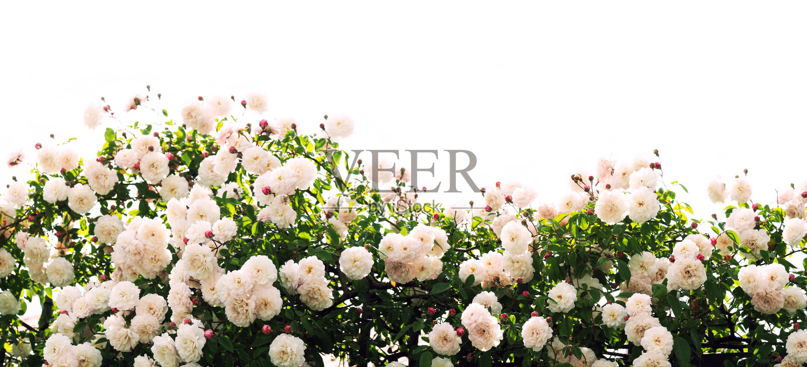 明亮的阳光下的粉红玫瑰丛，篱笆，从下面看，孤立在白色的背景。花蕾背景照片摄影图片