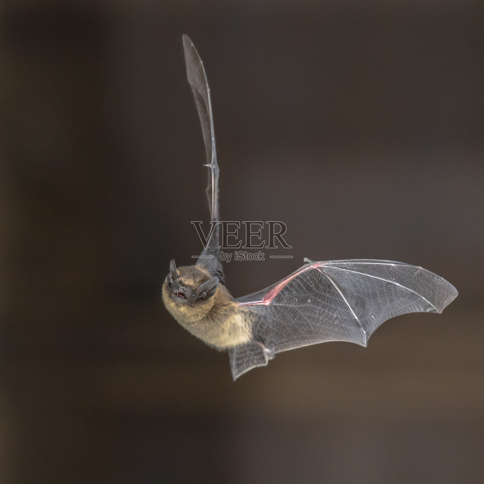 飞行中的皮pistrelle蝙蝠照片摄影图片