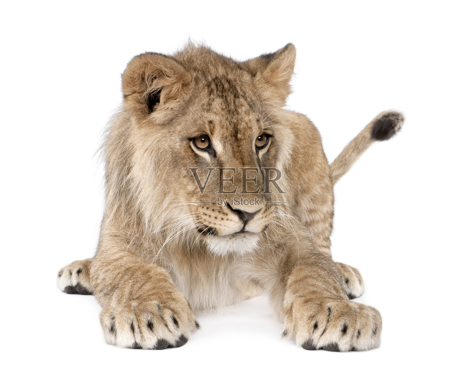 8个月大的小狮子Panthera leo的肖像，坐在白色的背景下，工作室拍摄照片摄影图片