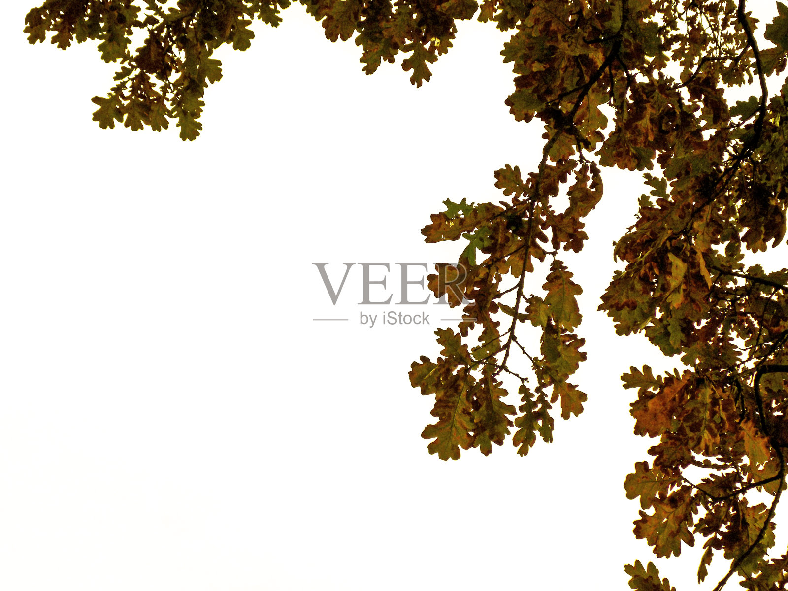 英国栎(栎属)的秋叶照片摄影图片
