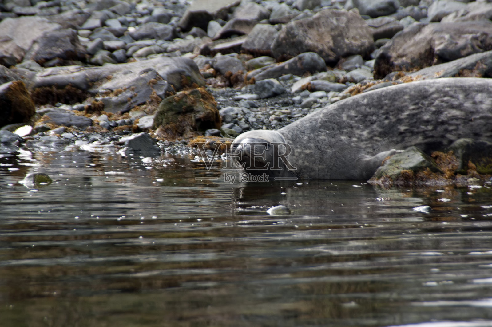 水边的豹海豹照片摄影图片