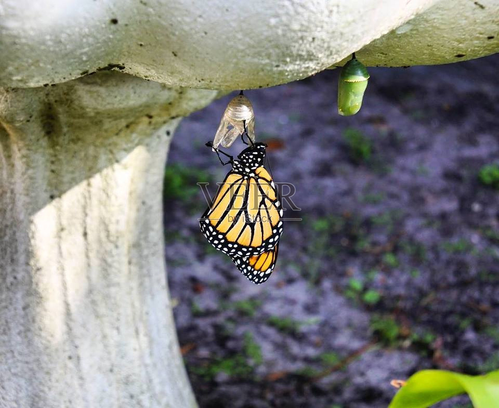 新孵化的黑脉金斑蝶照片摄影图片