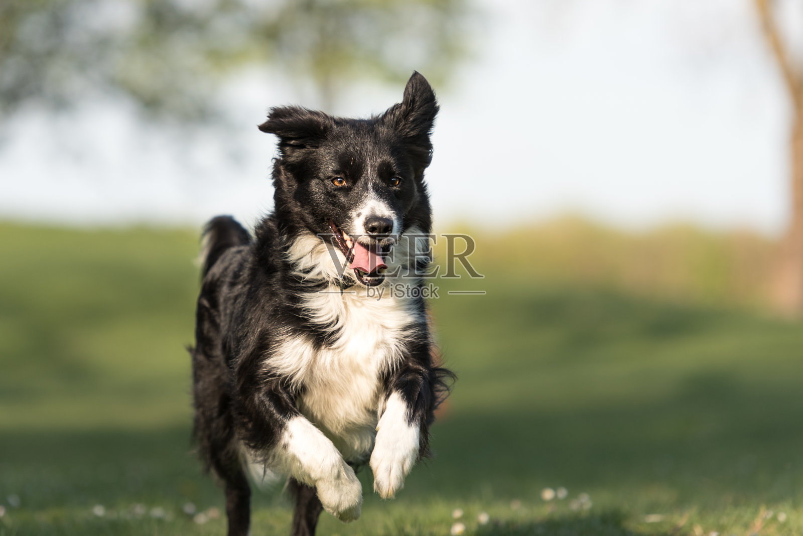 博德牧羊犬——一只美丽的狗，在春天快乐地跑过一片绿色的田野照片摄影图片