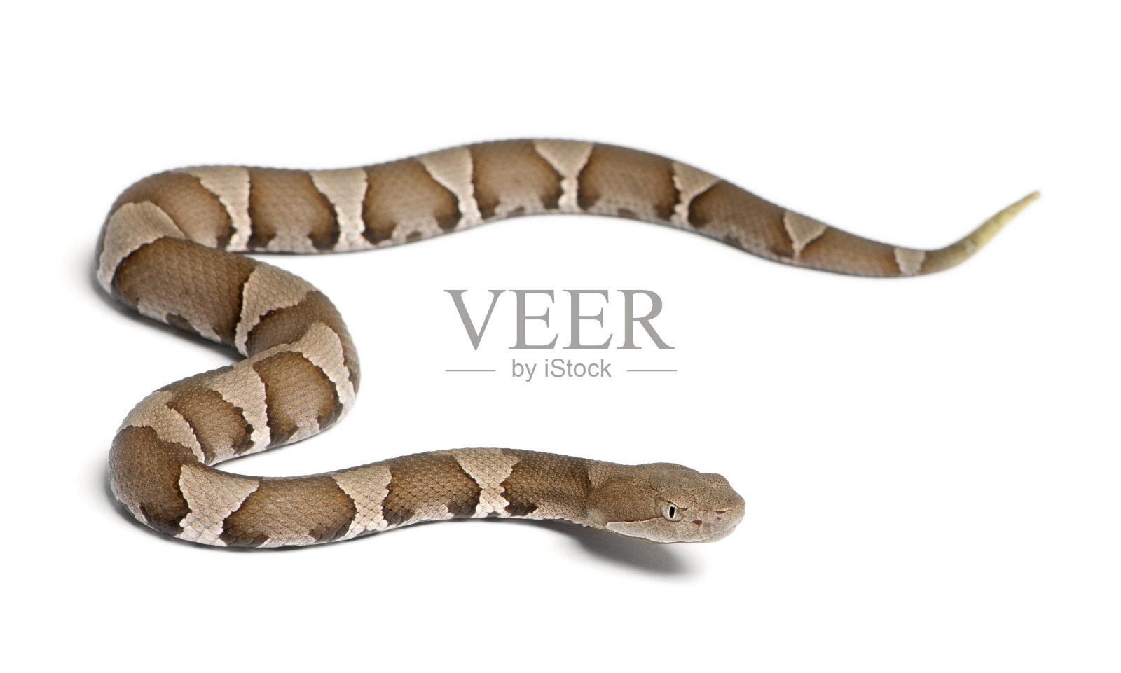幼铜头蛇(或高地鹿蹄蛇)-扭曲蝮蛇(有毒)照片摄影图片