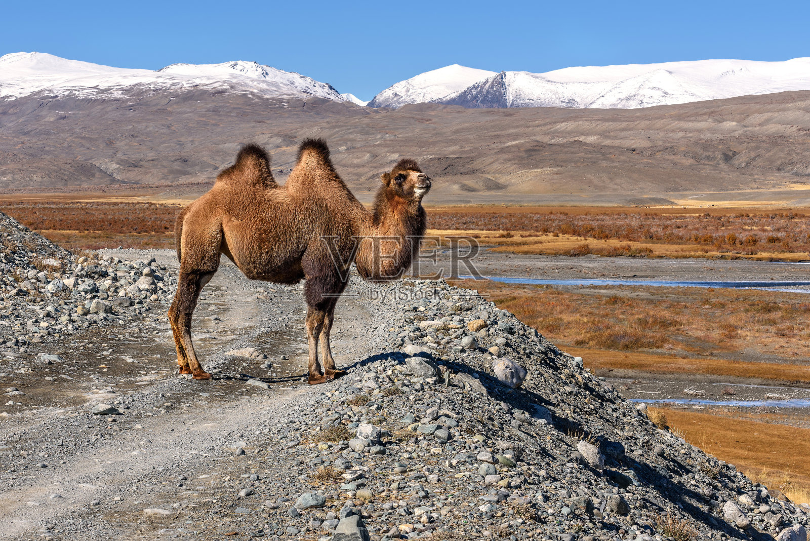 一只美丽的棕色骆驼站在砾石路上，背景是秋天的雪山照片摄影图片