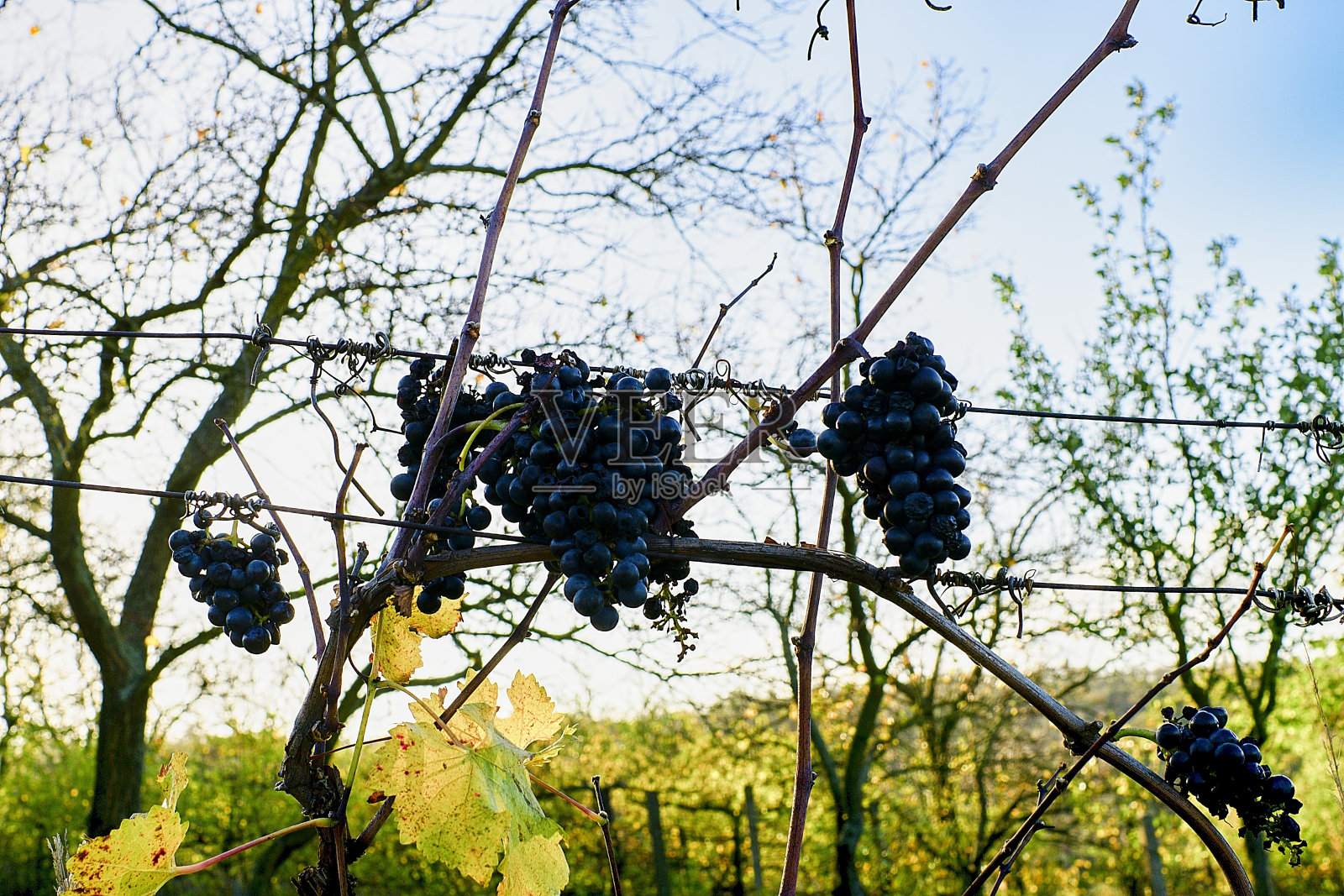 酿制冰酒的葡萄——这种葡萄只有在冬季霜冻之后才能收获。照片摄影图片