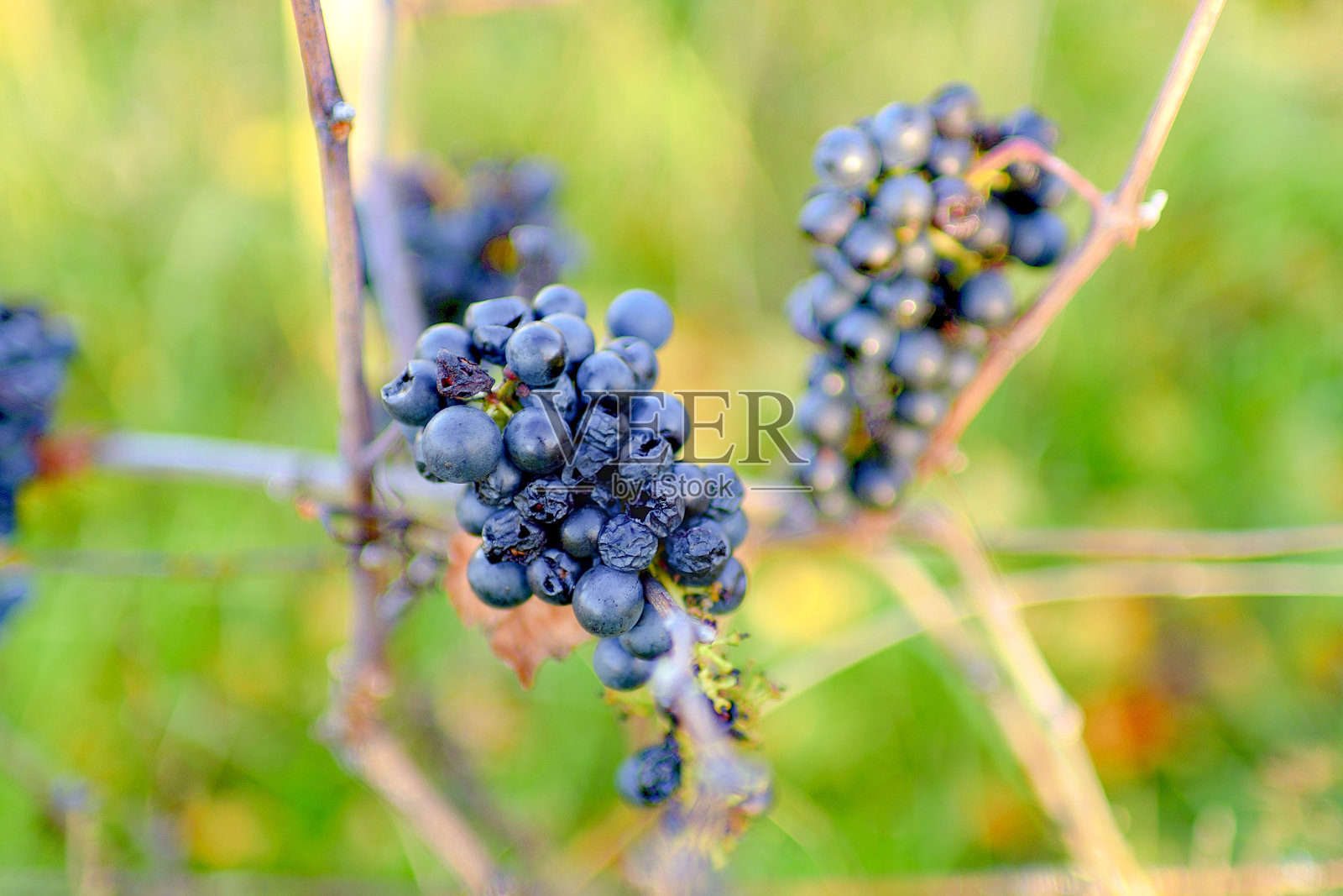 秋天的葡萄园里有成熟的葡萄。用葡萄酿制冰酒。特写镜头。照片摄影图片