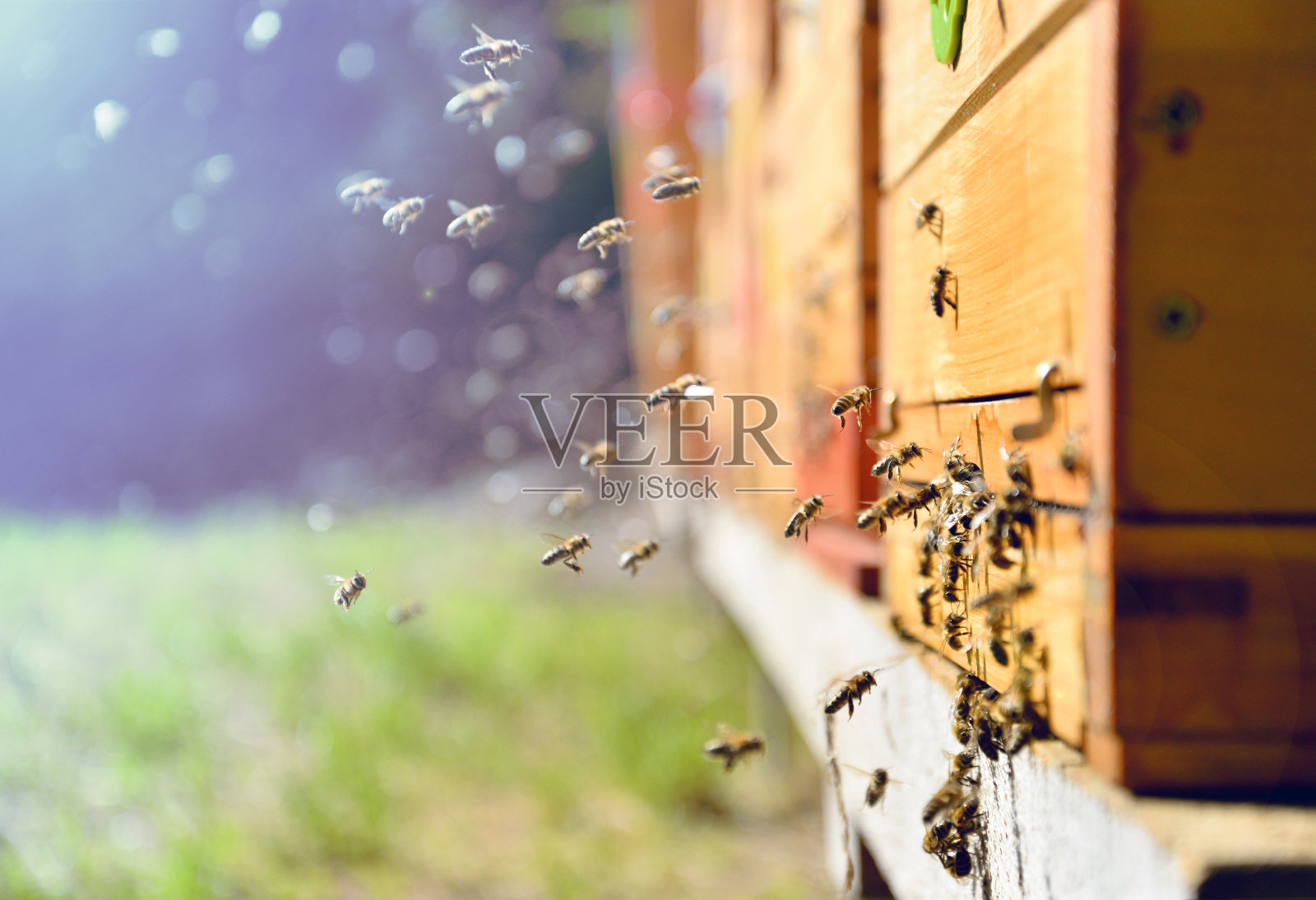 蜜蜂在蜂巢里飞来飞去。养蜂的概念。照片摄影图片