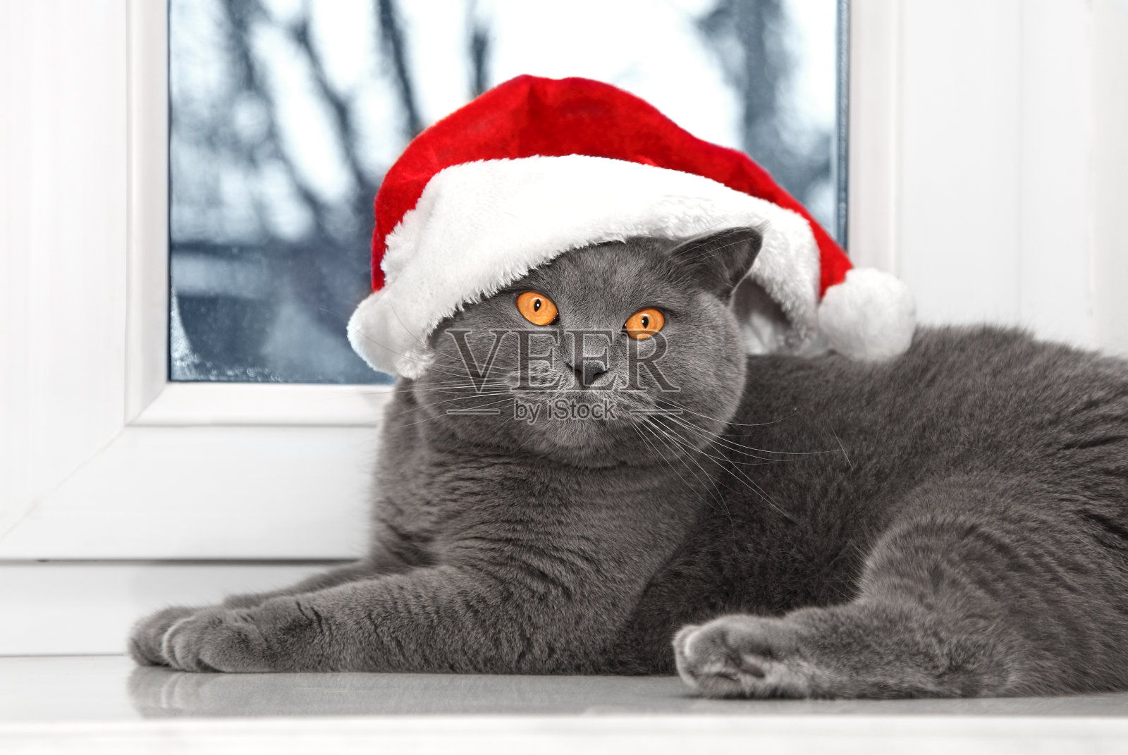 戴着圣诞老人帽子的猫照片摄影图片