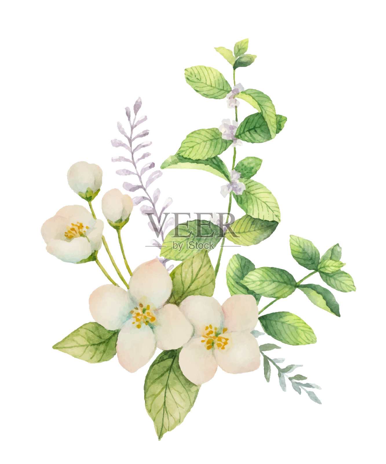 水彩向量花束茉莉和薄荷枝孤立在白色的背景。插画图片素材