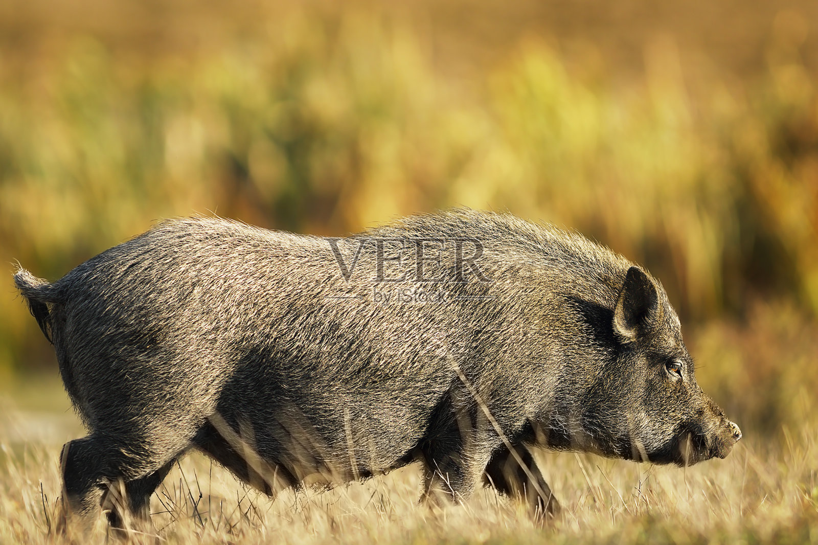 田野里的越南猪照片摄影图片
