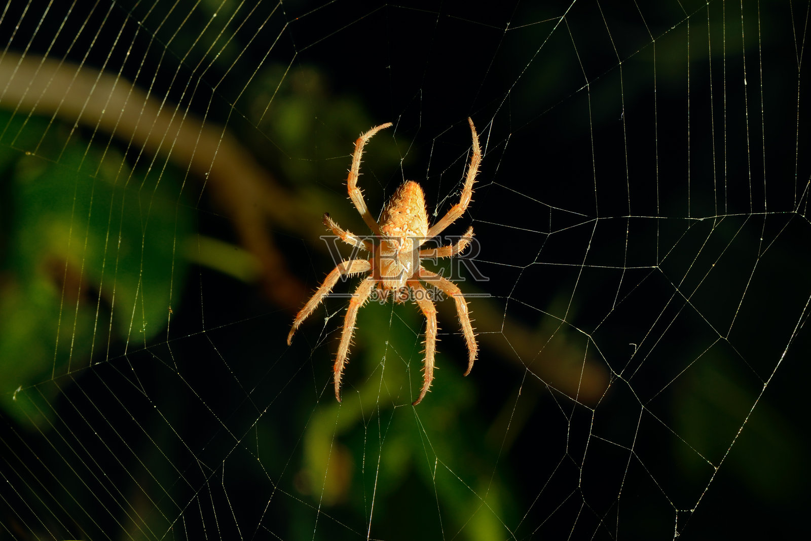 晚上危险的蜘蛛网背景照片摄影图片