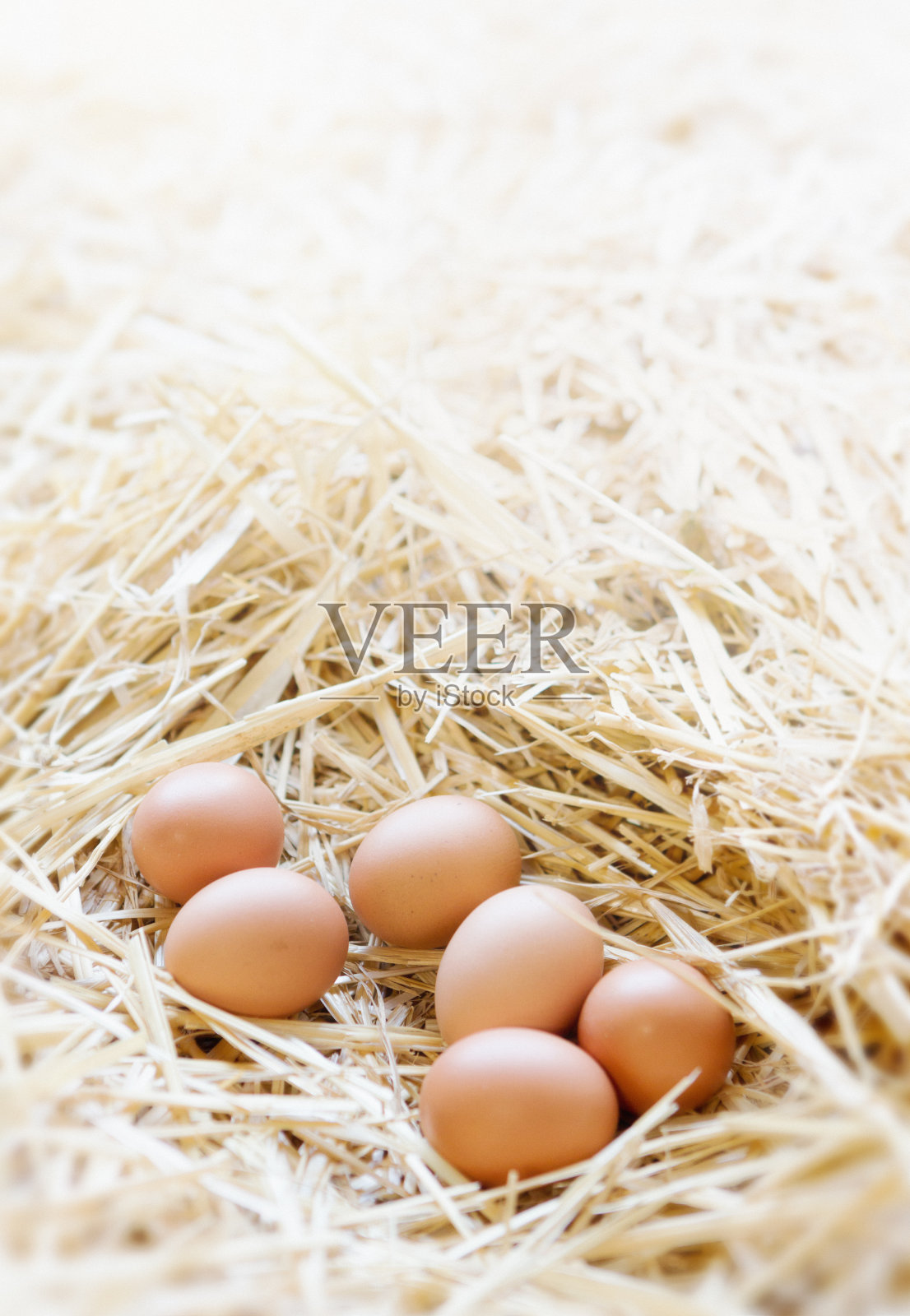 六个阳光下的蛋在谷仓窝里照片摄影图片
