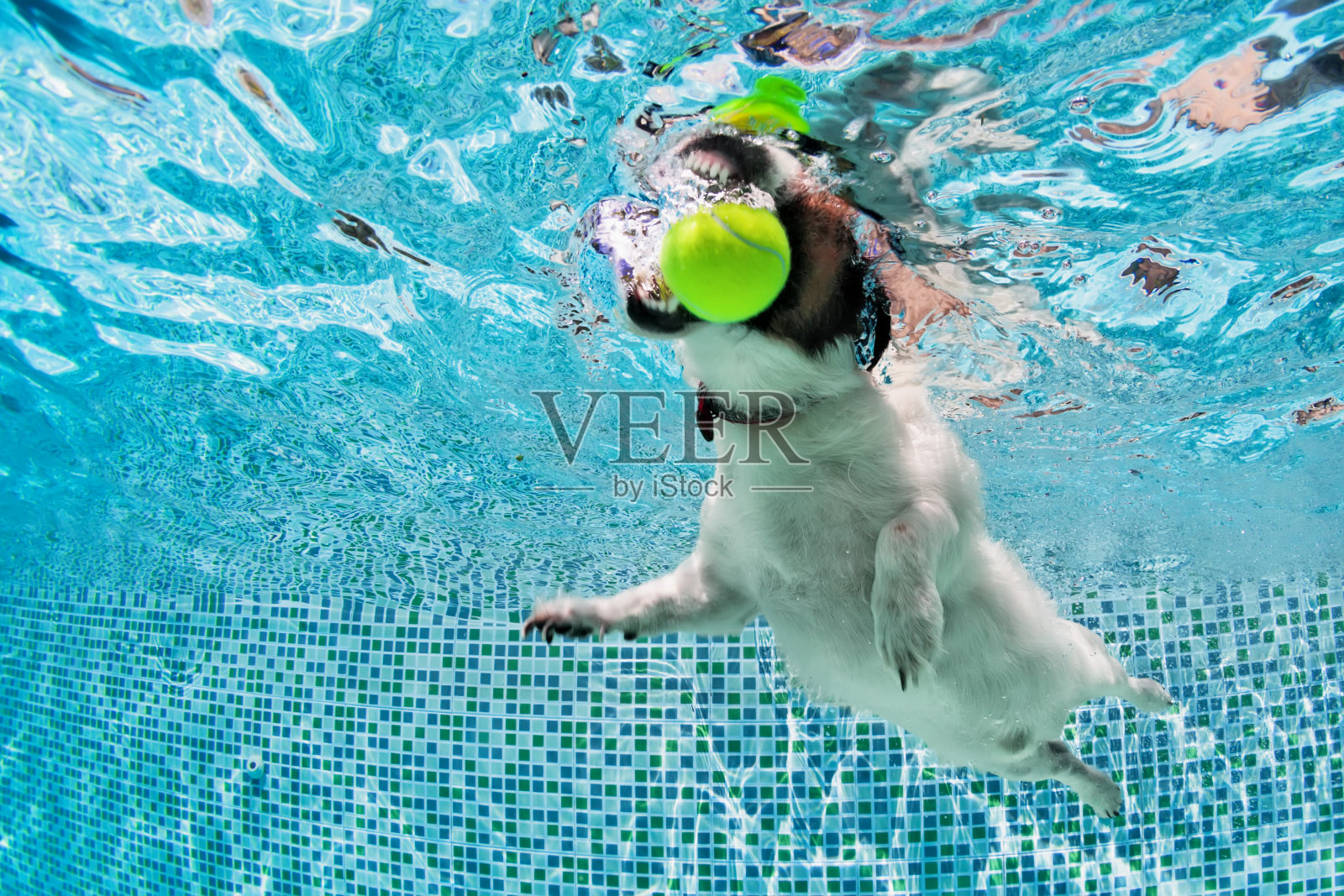 狗在游泳池里捡球。水下照片。照片摄影图片