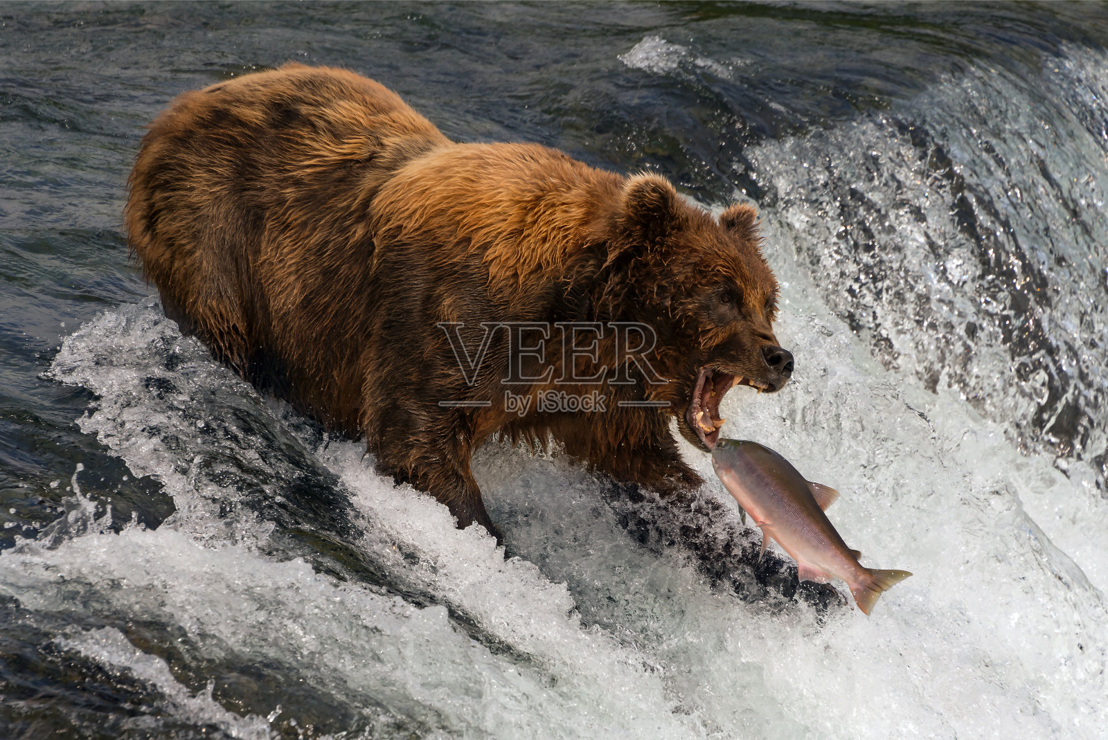 熊准备用嘴抓鲑鱼照片摄影图片