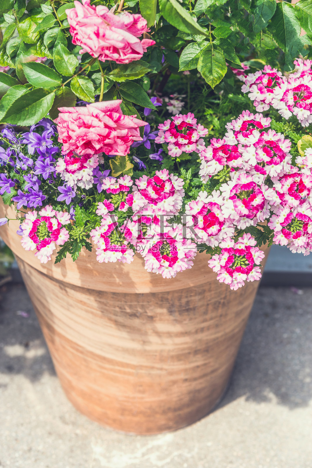 陶土容器与美丽的粉红色夏季花照片摄影图片