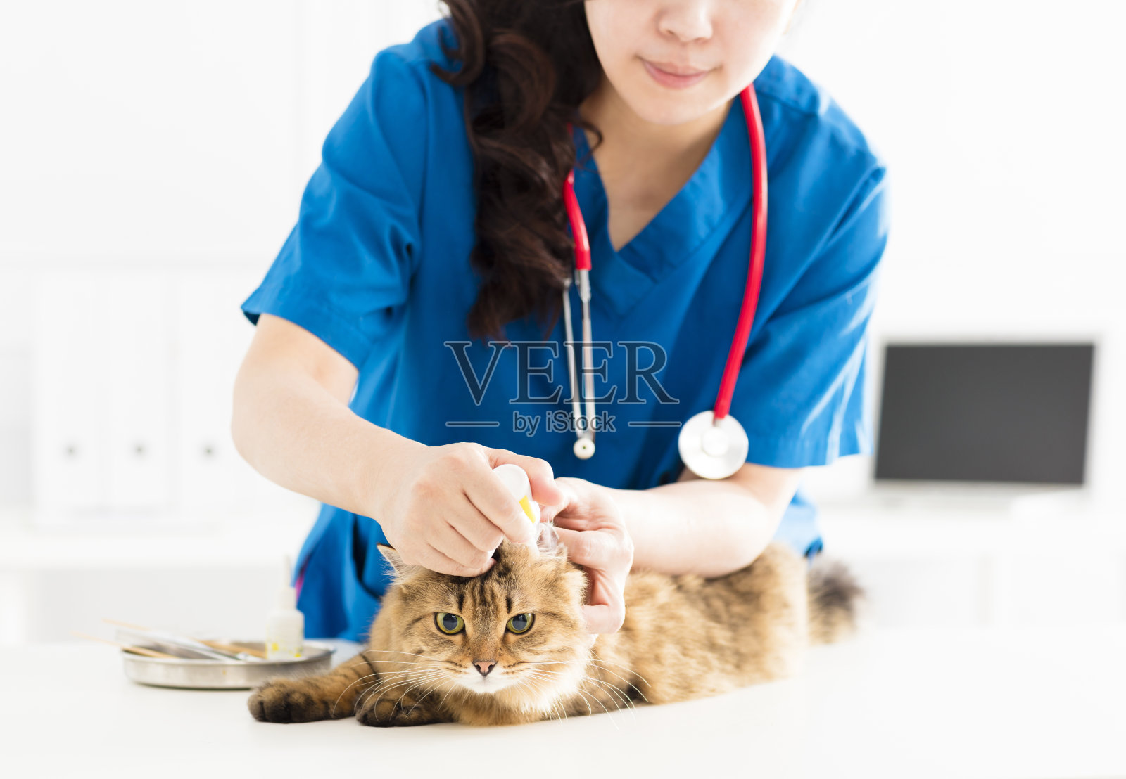 一位女兽医为一只年轻的猫清理耳朵照片摄影图片