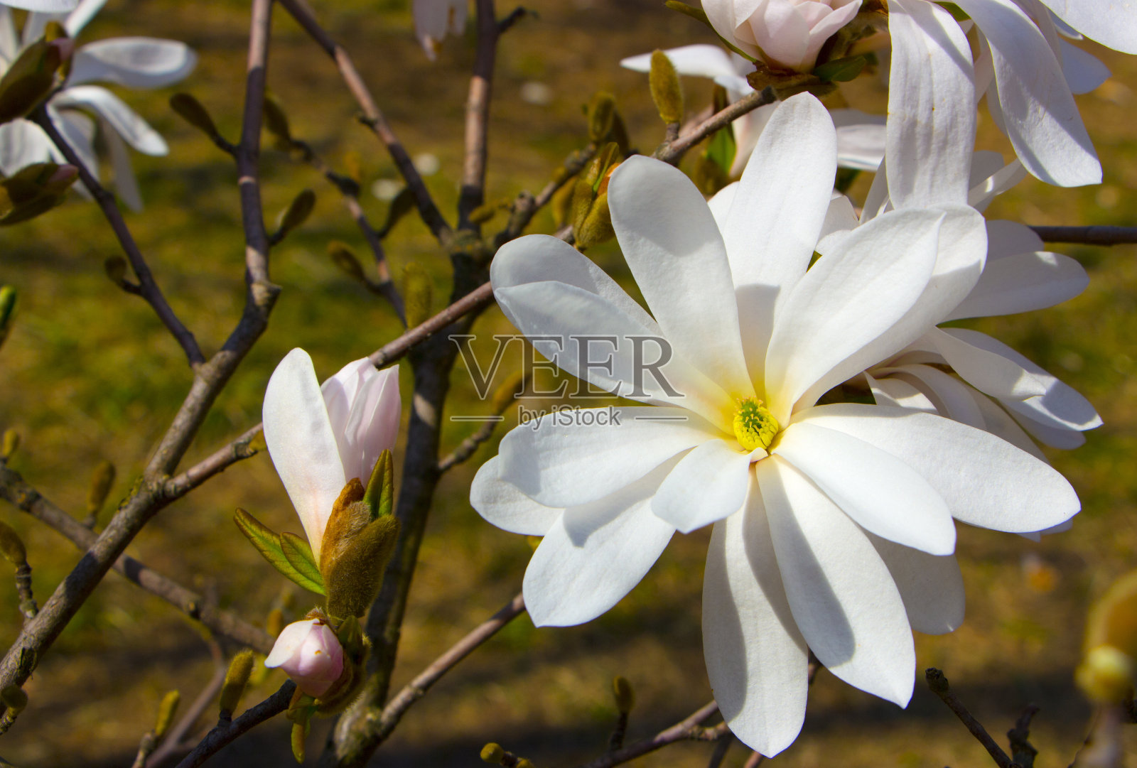 木兰在早春开花。郁金香树照片摄影图片