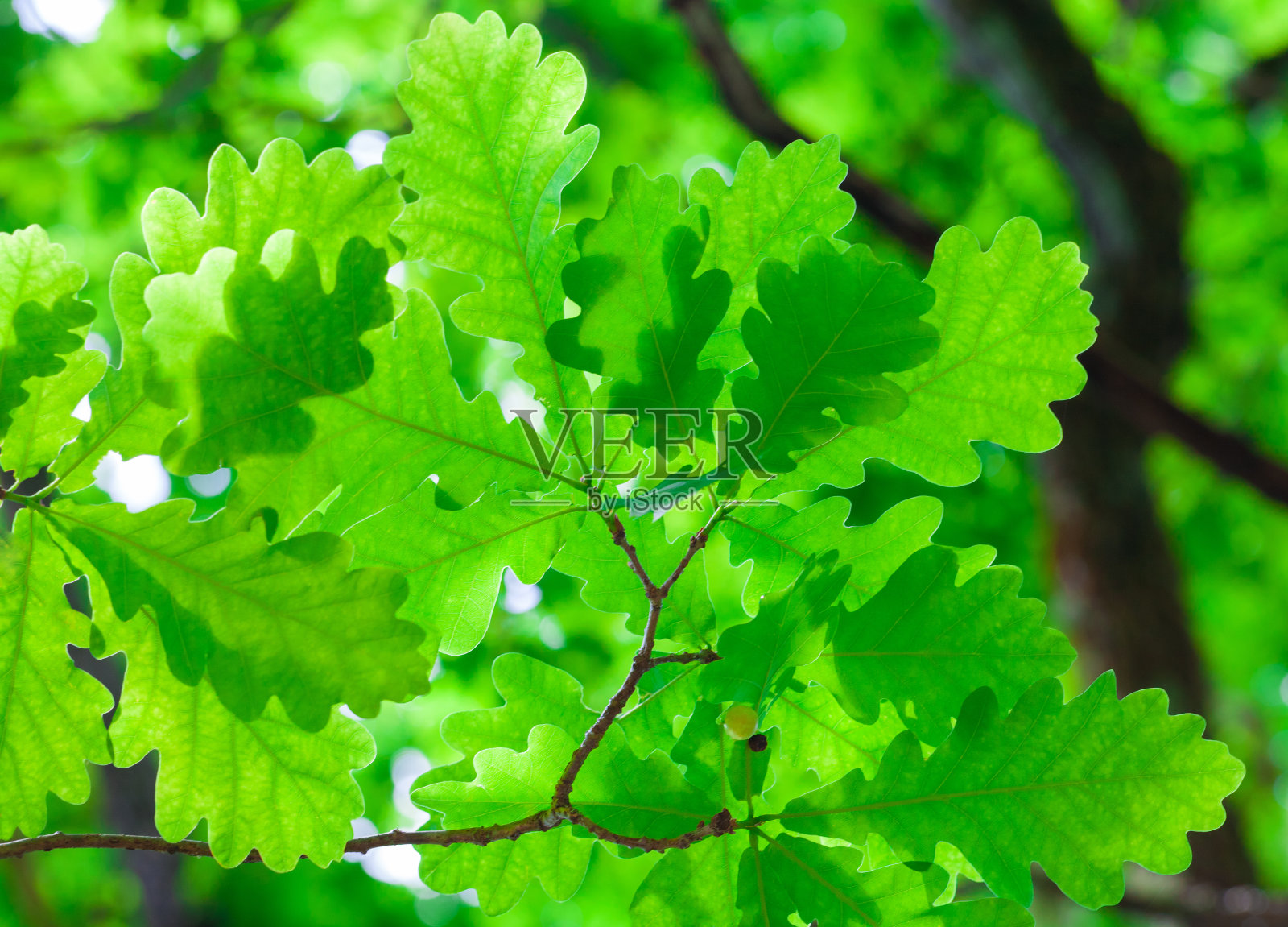 春天的橡树叶在一棵模糊的橡树的背景上照片摄影图片