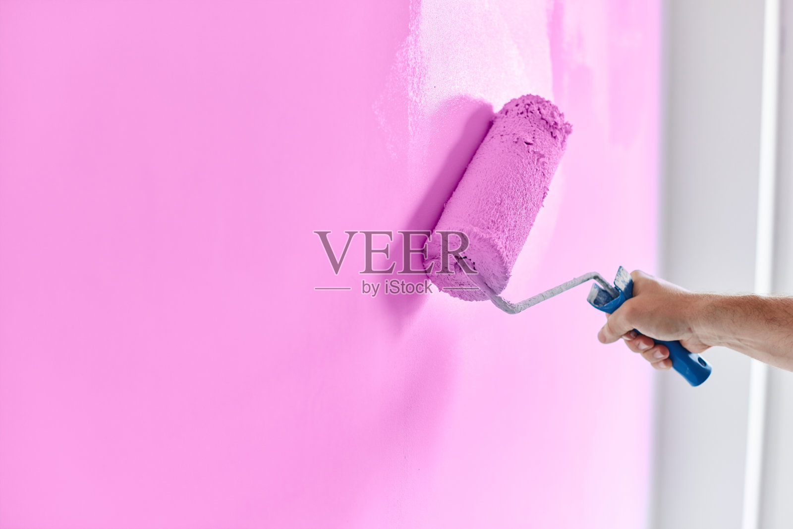 男手漆墙用漆辊。粉刷公寓，装修用淡紫色油漆照片摄影图片