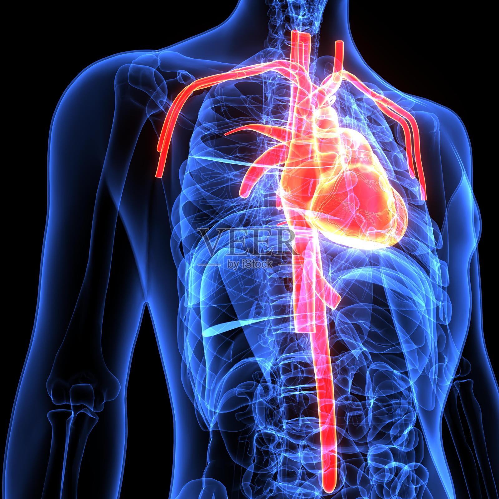 人体器官三维示意图(心脏解剖)照片摄影图片