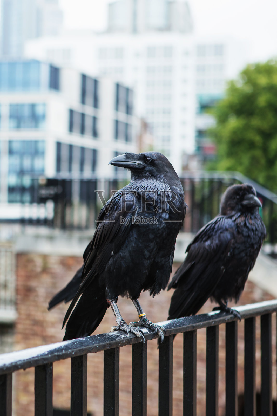 英国伦敦塔上的两只黑乌鸦。乌鸦(Corvus corax)。照片摄影图片