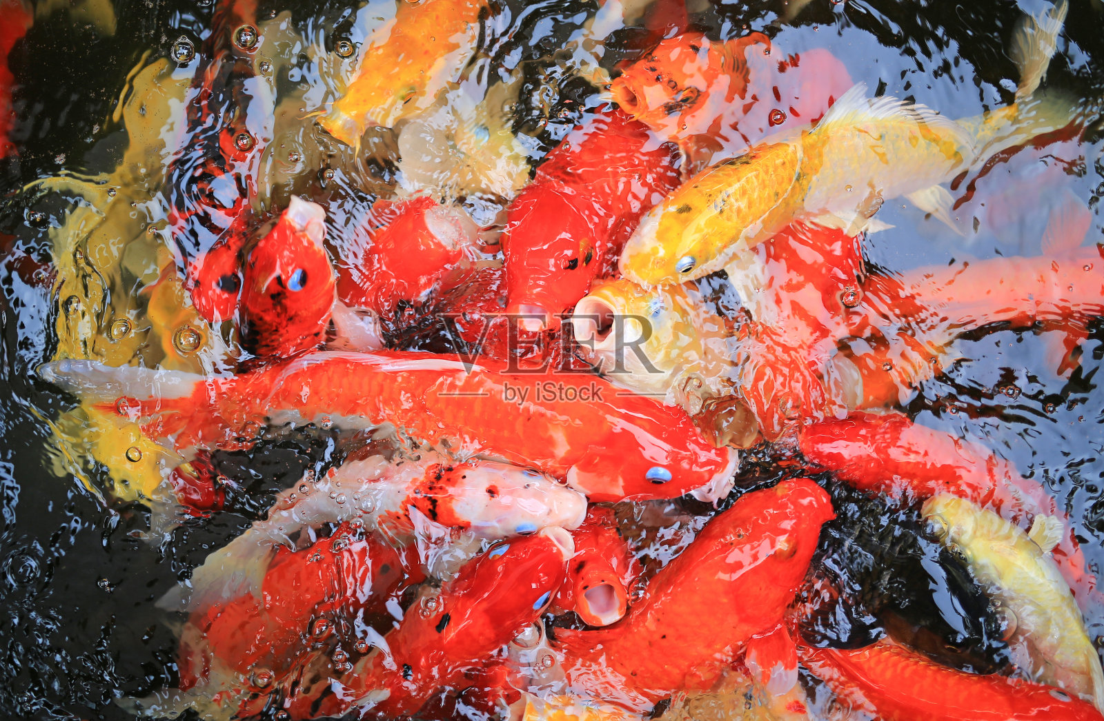 五彩塘鱼“锦鲤”照片摄影图片