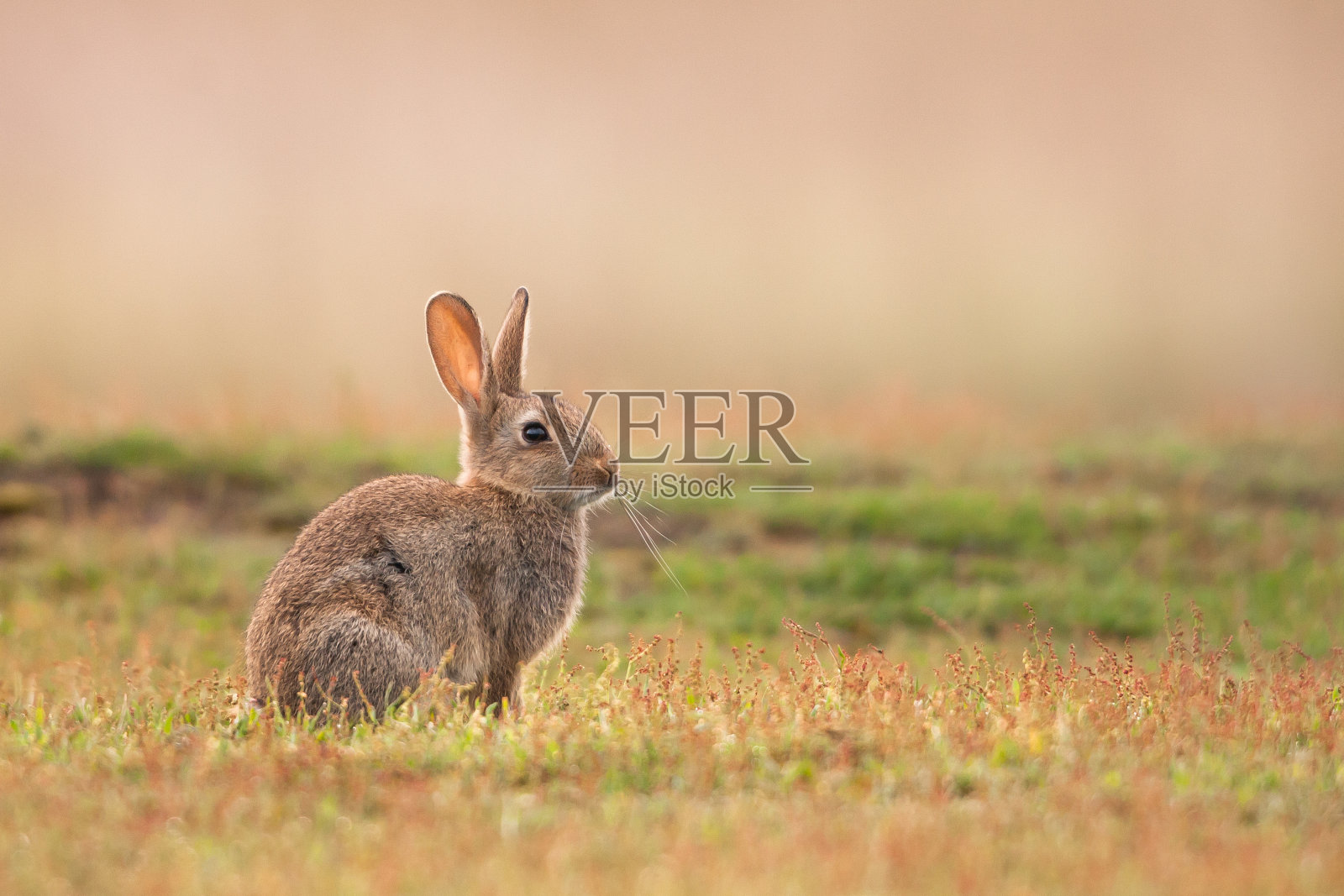兔子(Oryctolagus地道照片摄影图片