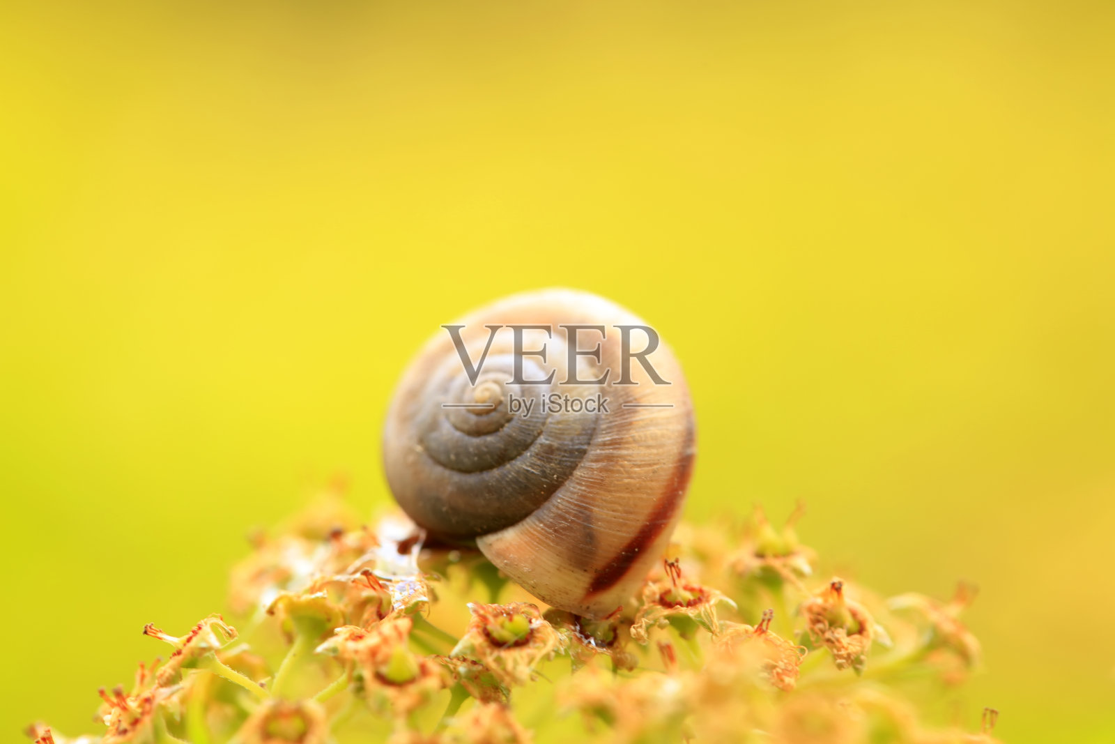 一只蜗牛照片摄影图片
