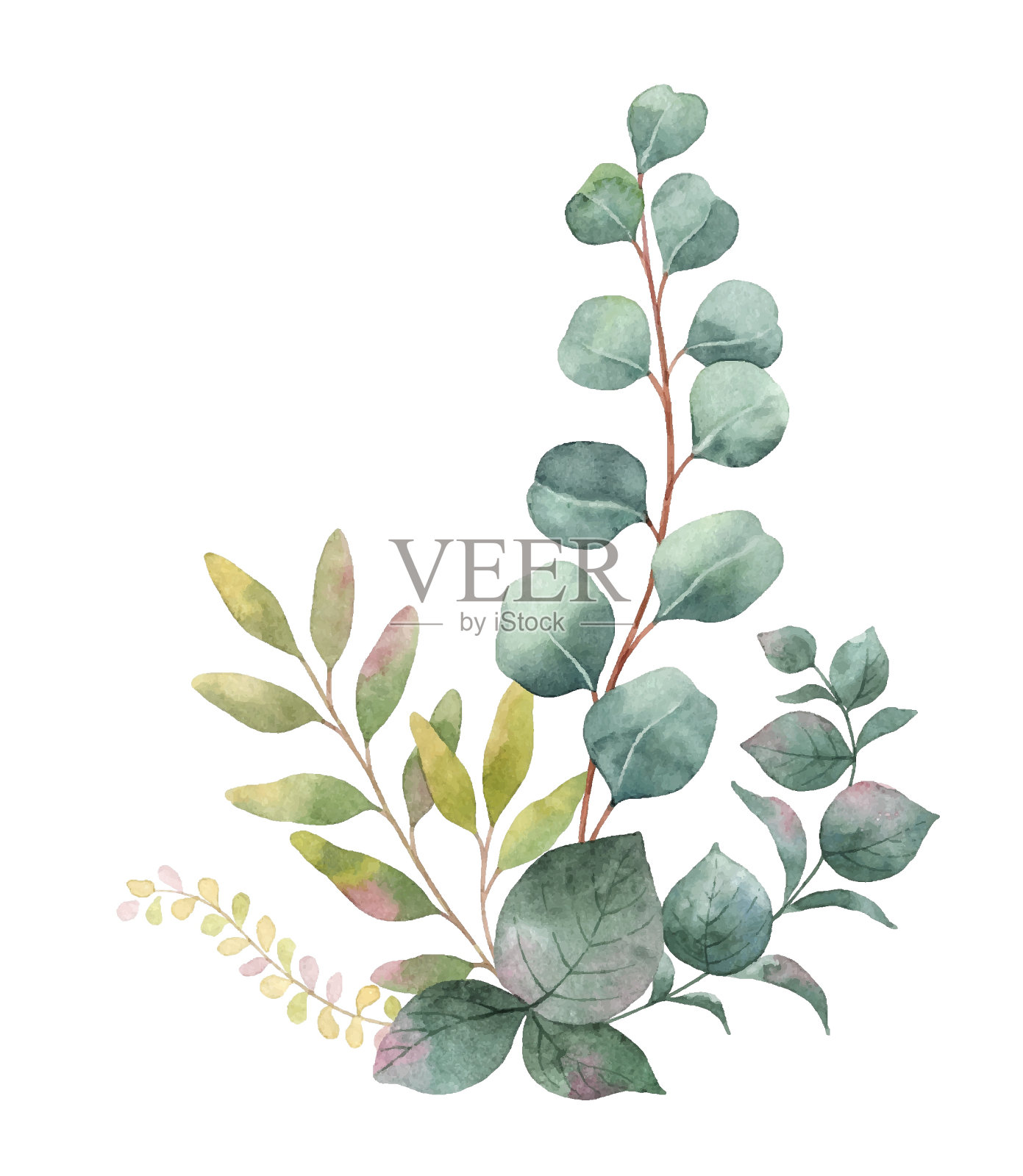 水彩向量花束与绿色的桉树叶和树枝。设计元素图片