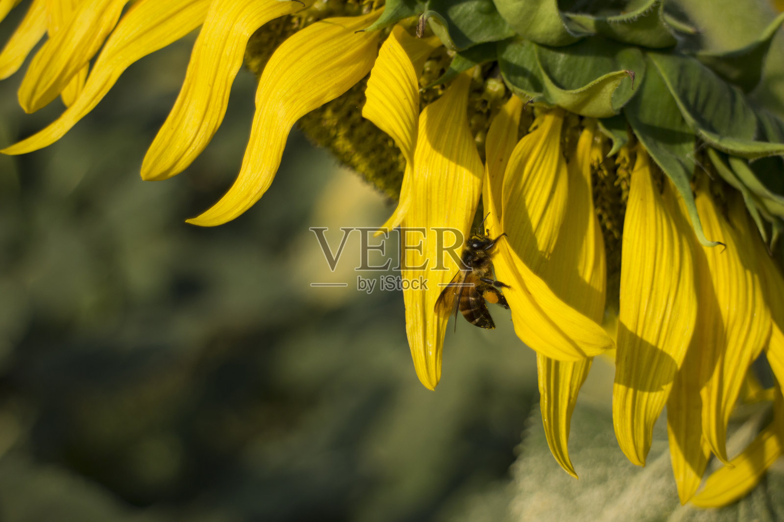 蜜蜂在向日葵上聚集照片摄影图片
