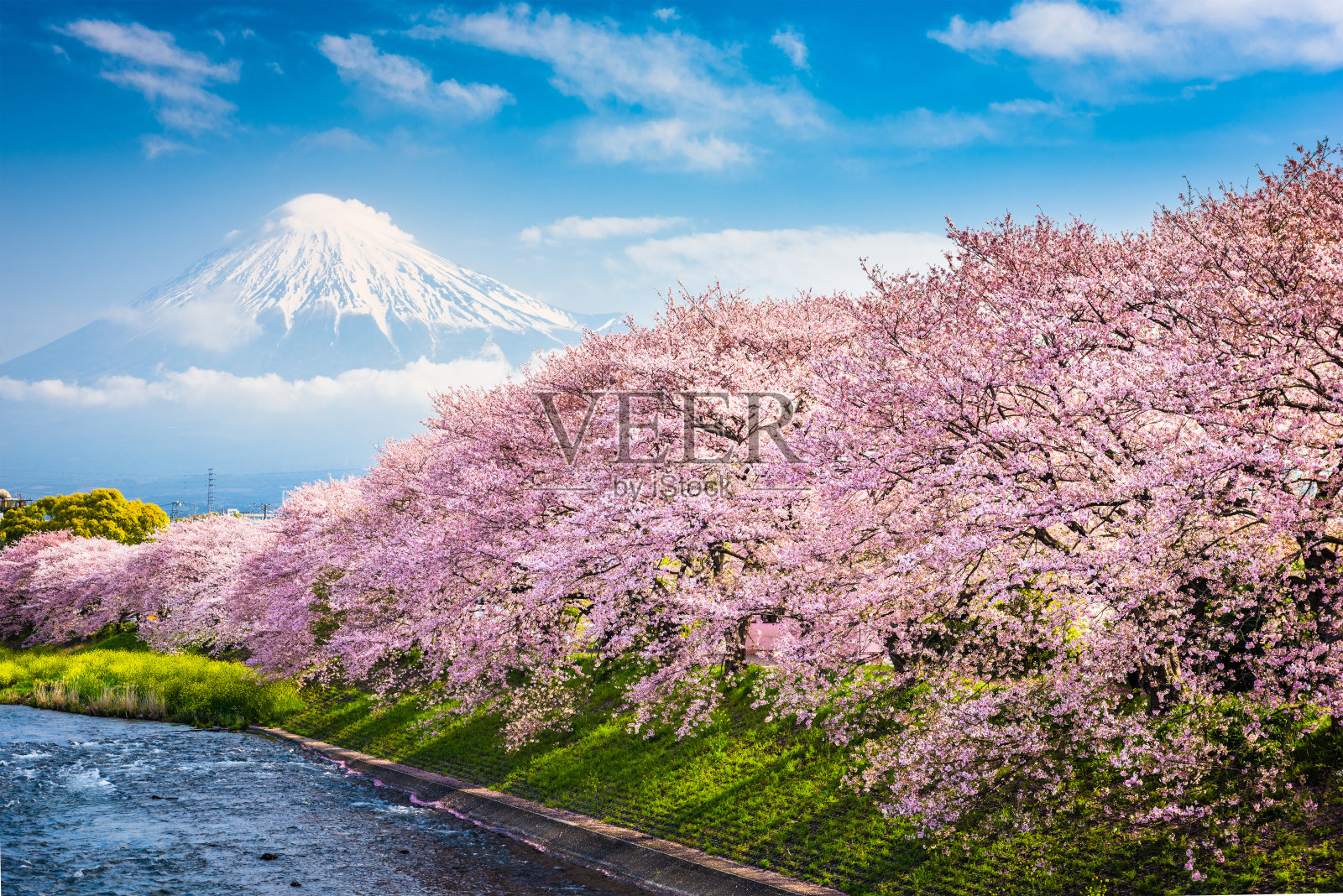 春天的富士山照片摄影图片