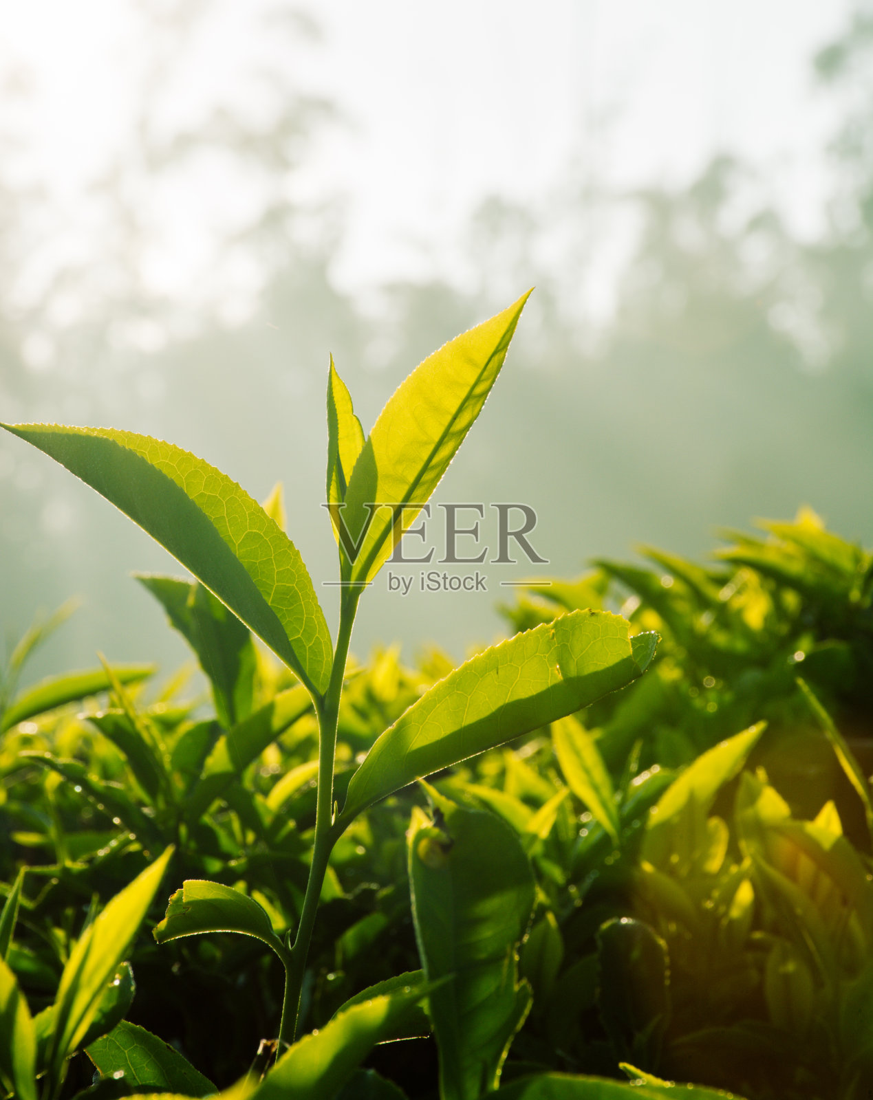 茶叶与太阳耀斑的特写照片摄影图片