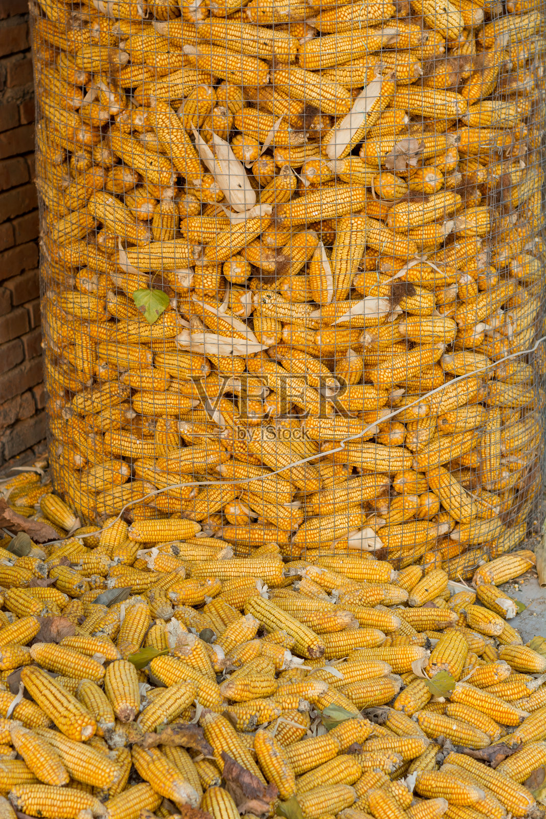收获季节的玉米穗轴和联合收割机照片摄影图片