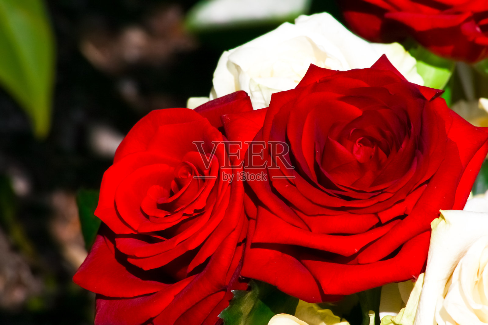 白玫瑰和红玫瑰，花束照片摄影图片