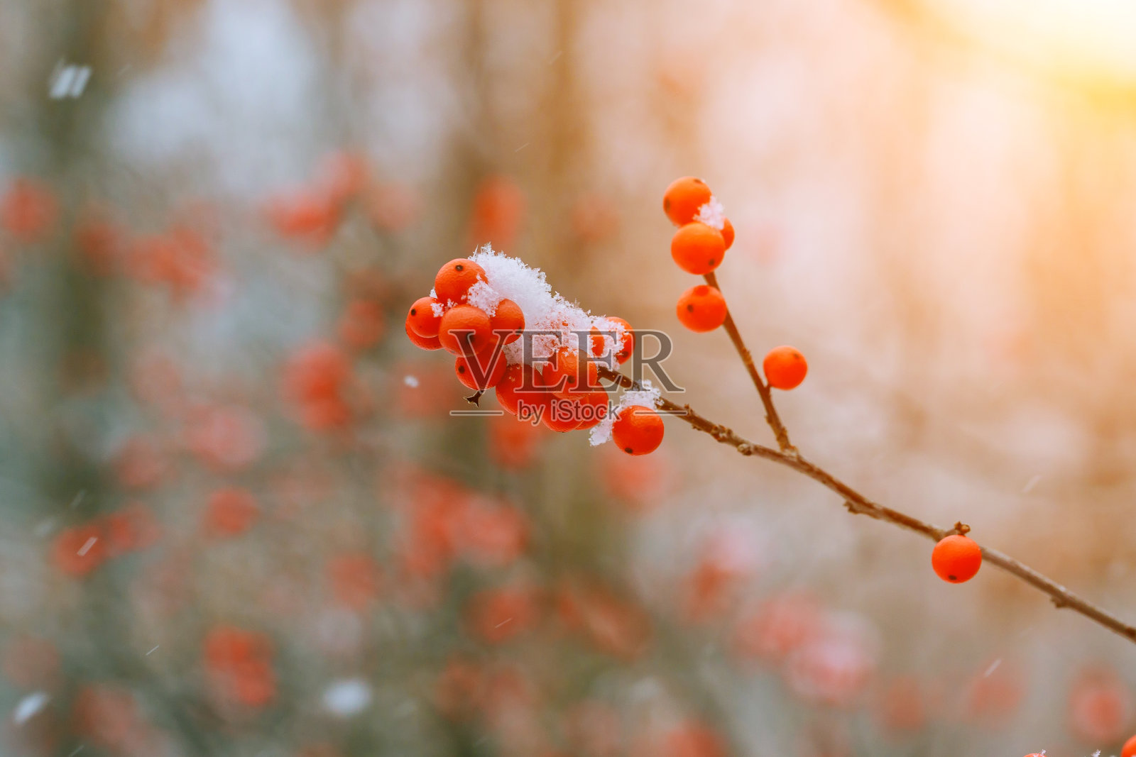 冬天雪下的ashberry照片摄影图片
