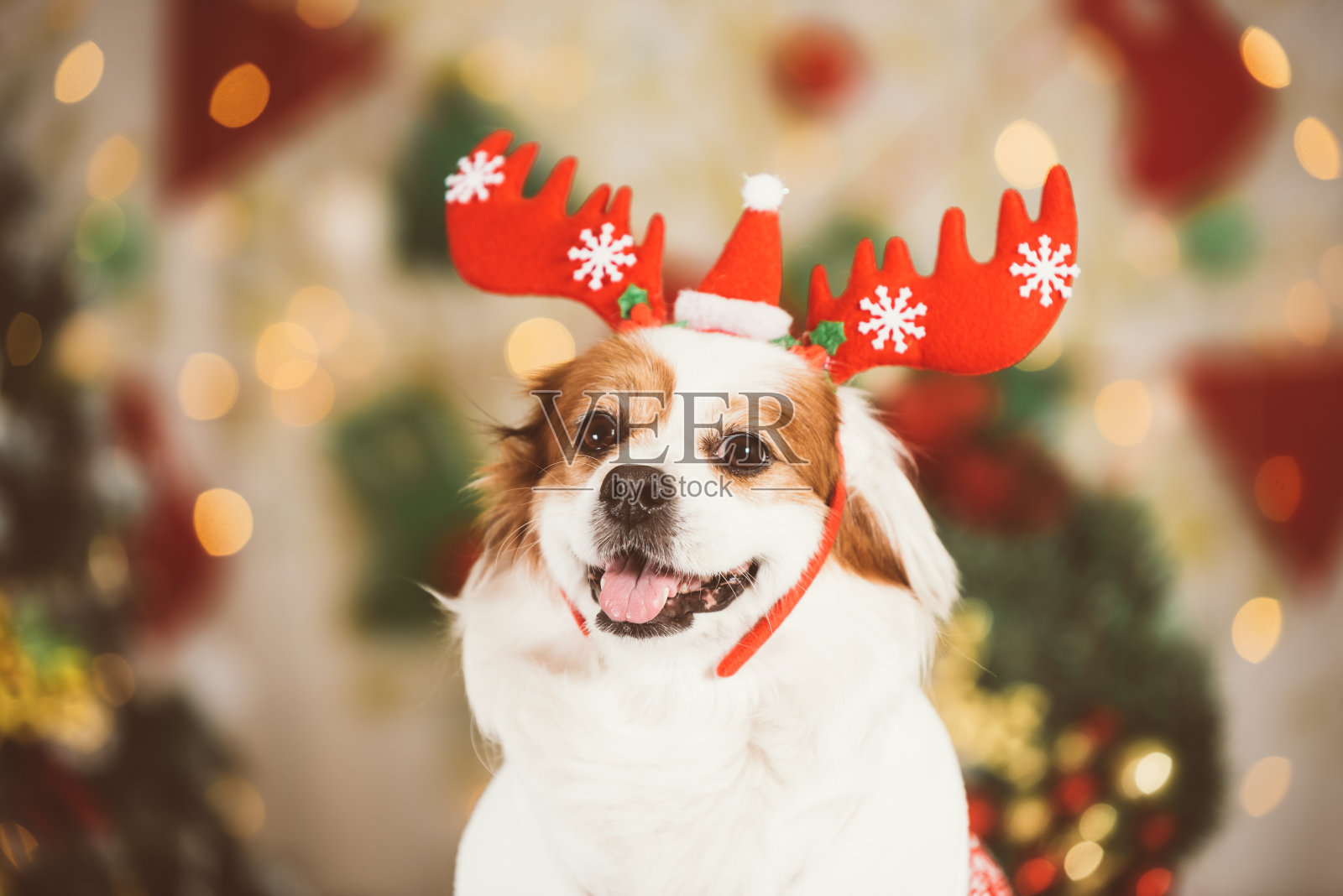 一只微笑的狗在圣诞背景的背景照片摄影图片