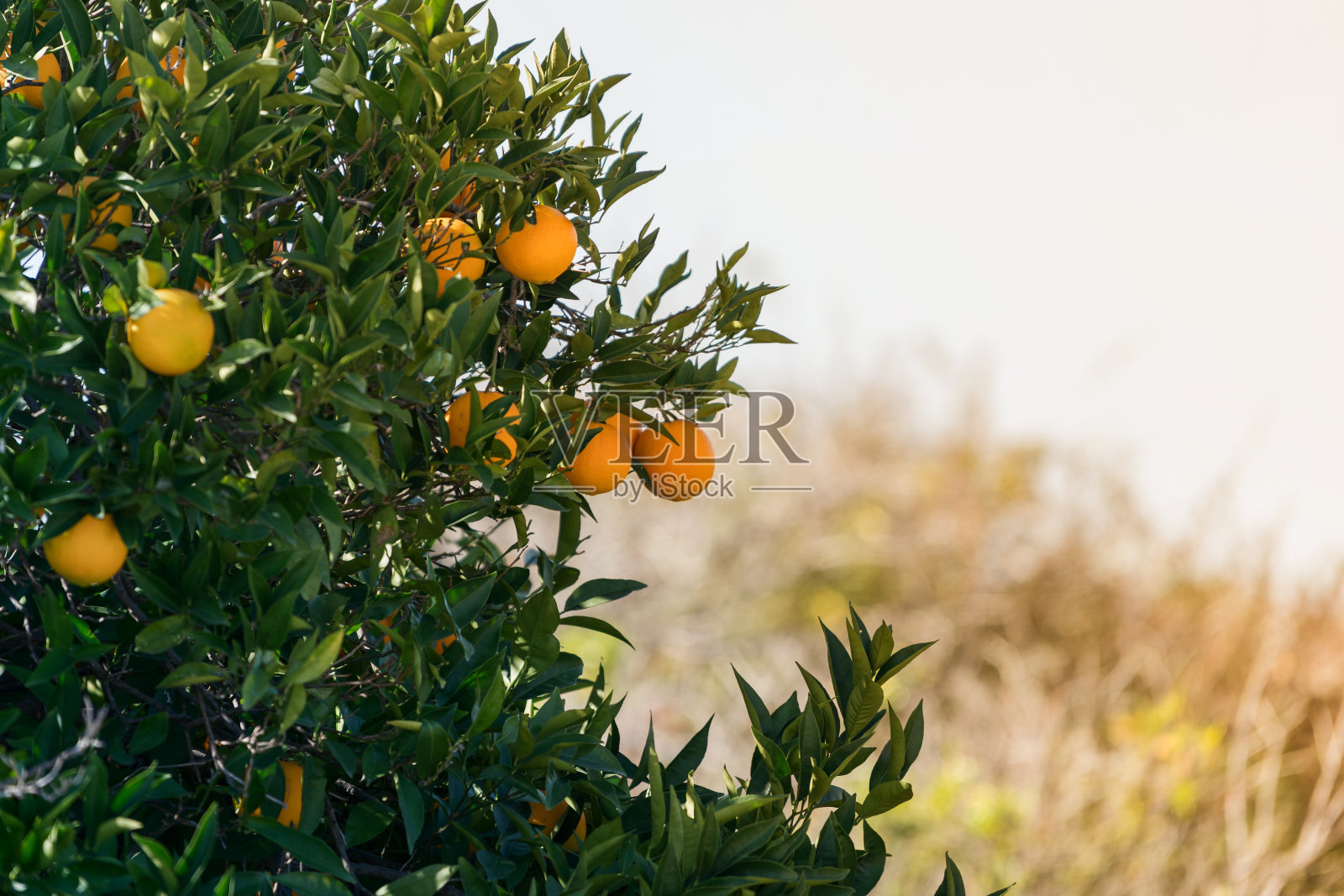 橘子树照片摄影图片