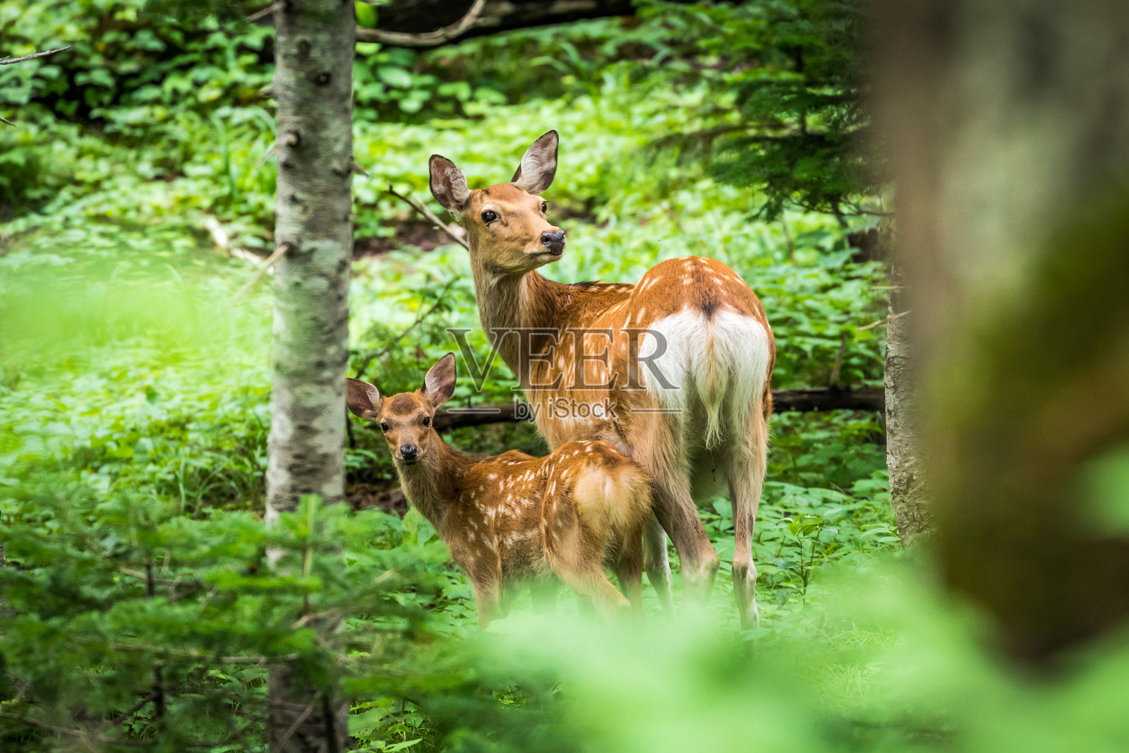 森林中的母鹿和小鹿，知床照片摄影图片